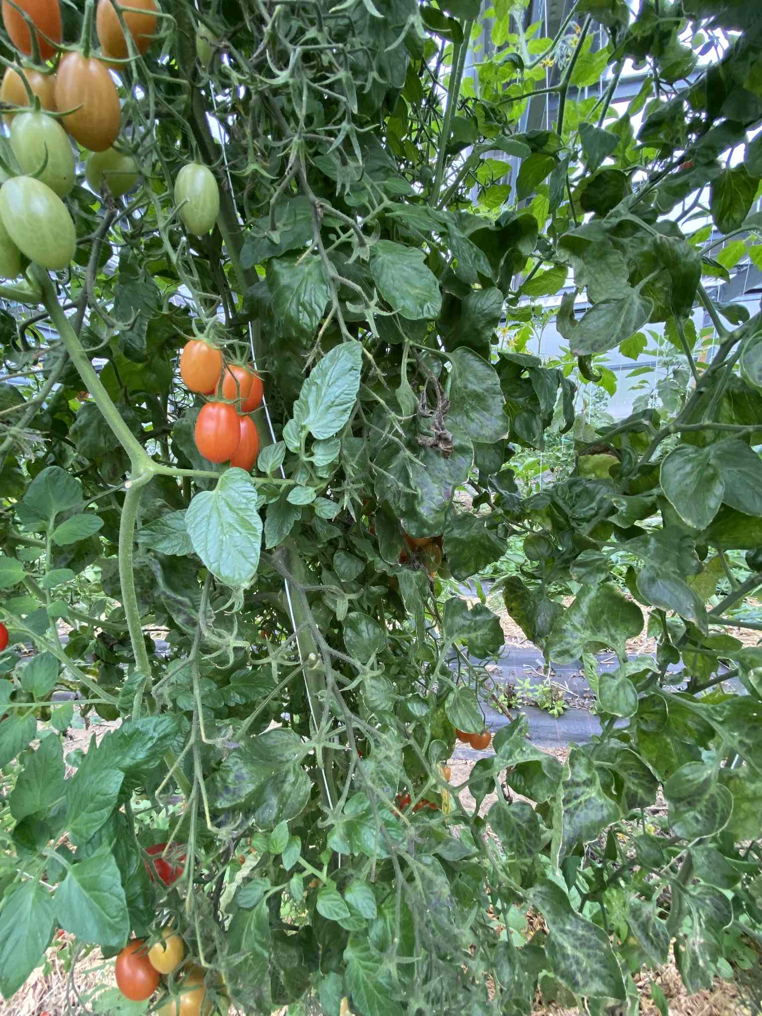 Tomato mosaic virus