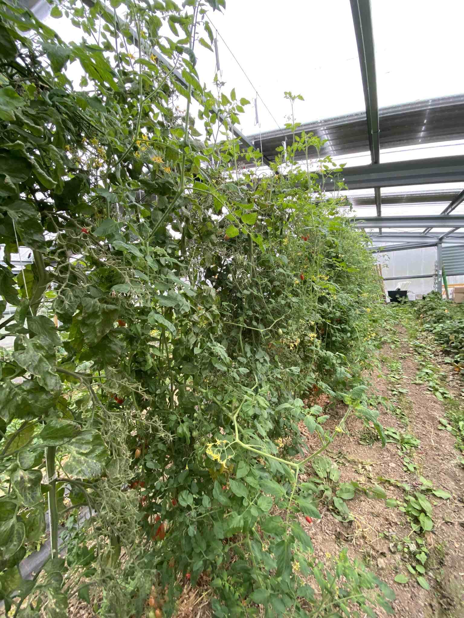 Tomato mosaic virus