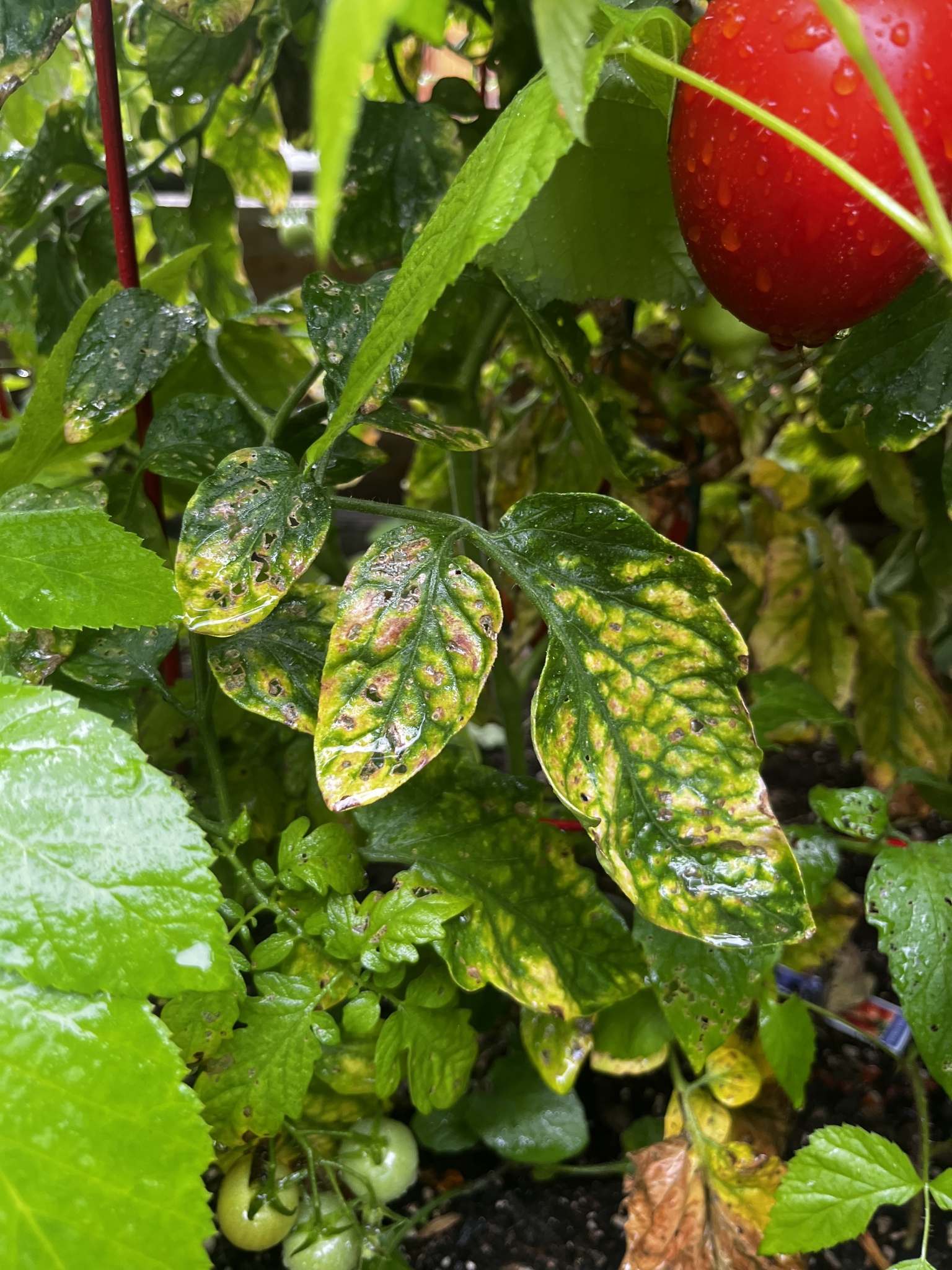 Tomato mosaic virus