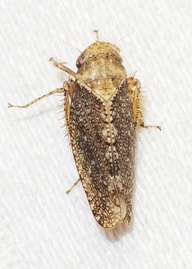 Excultanus