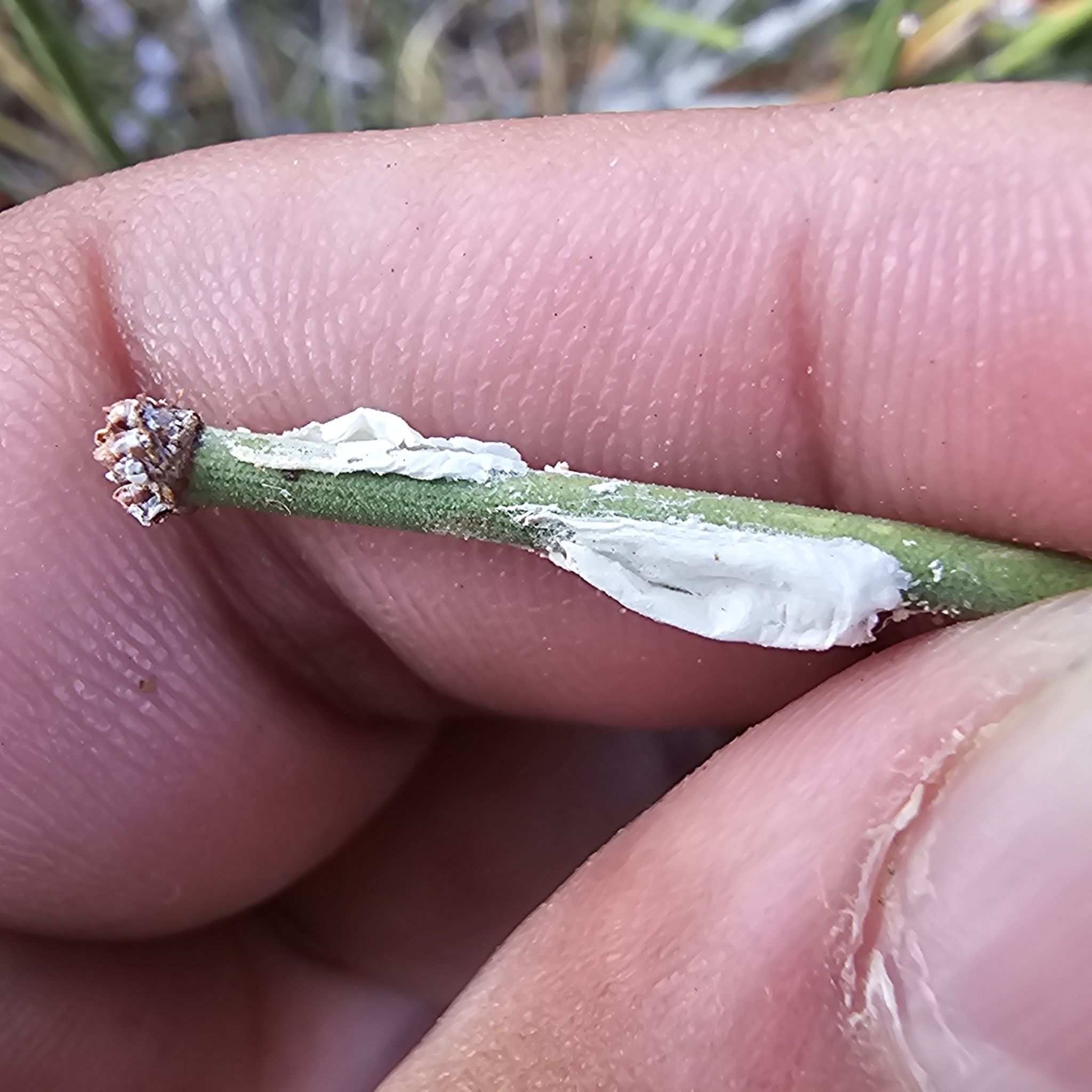 Philephedra