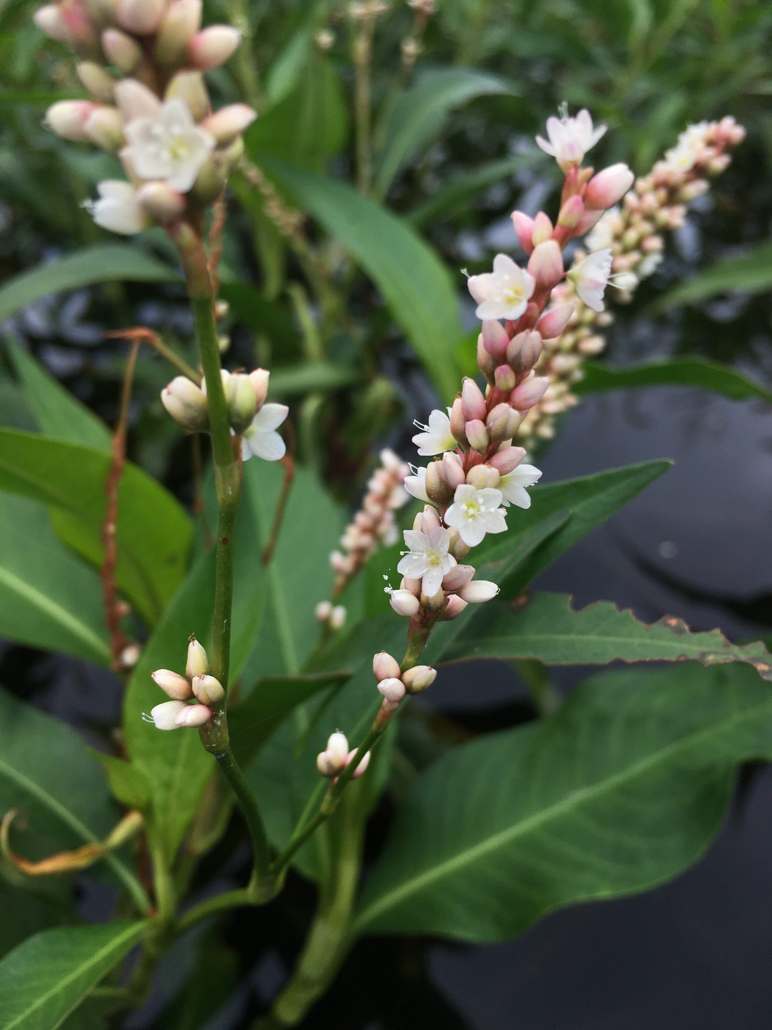 Persicaria glabra