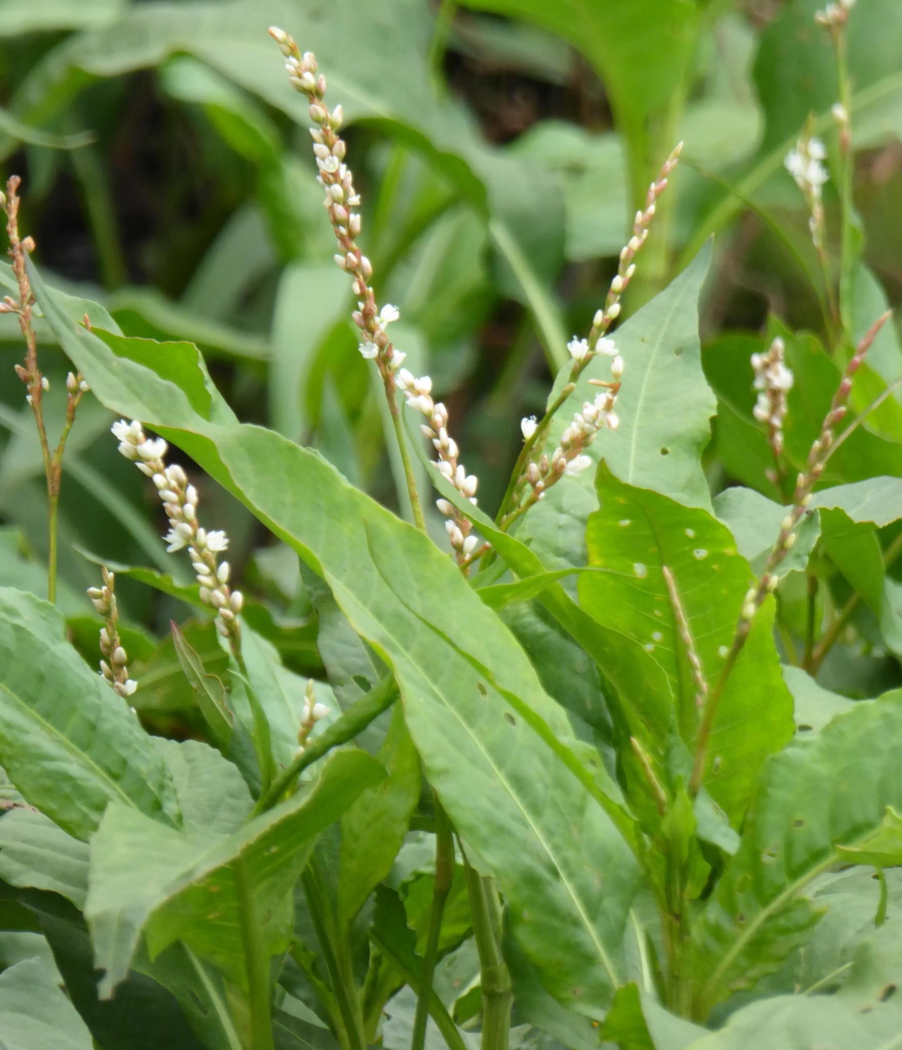Persicaria glabra