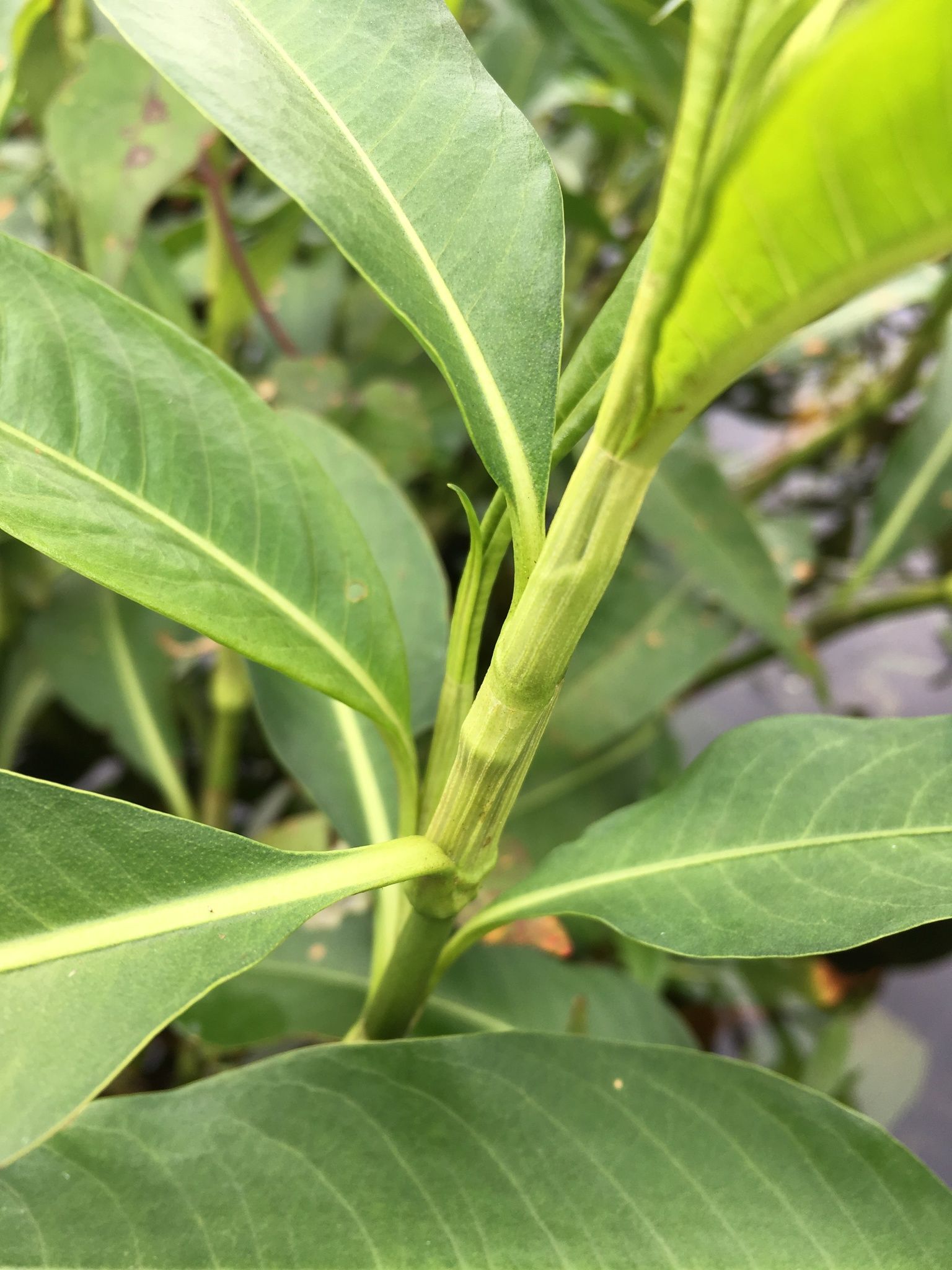 Persicaria glabra
