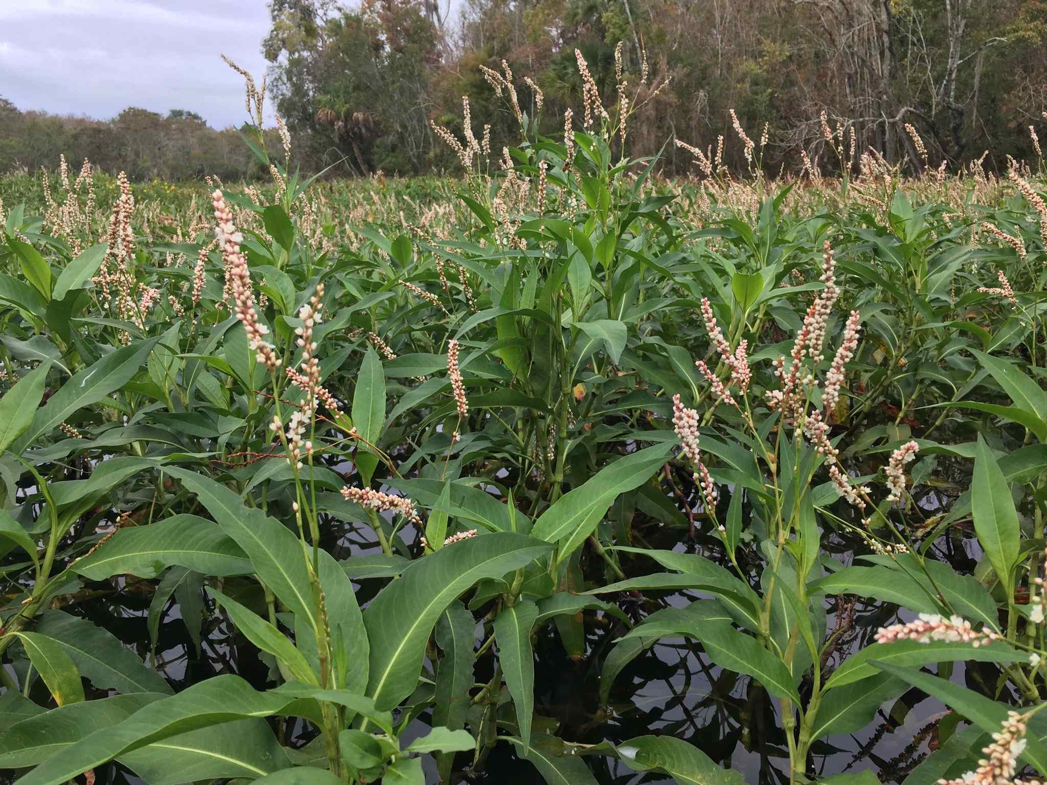 Persicaria glabra