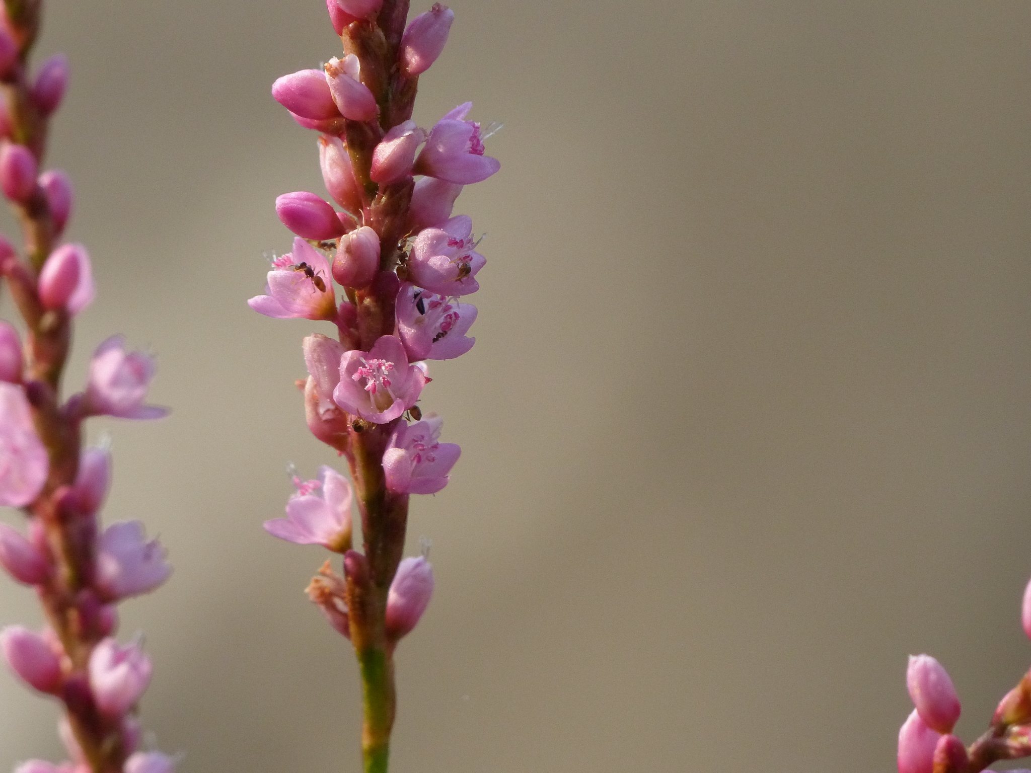 Persicaria glabra