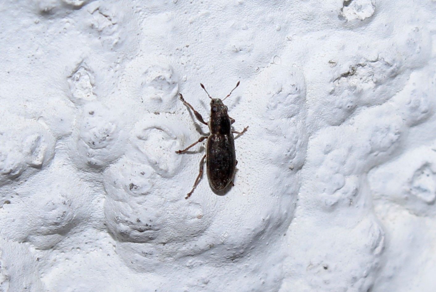 Sitona lividipes