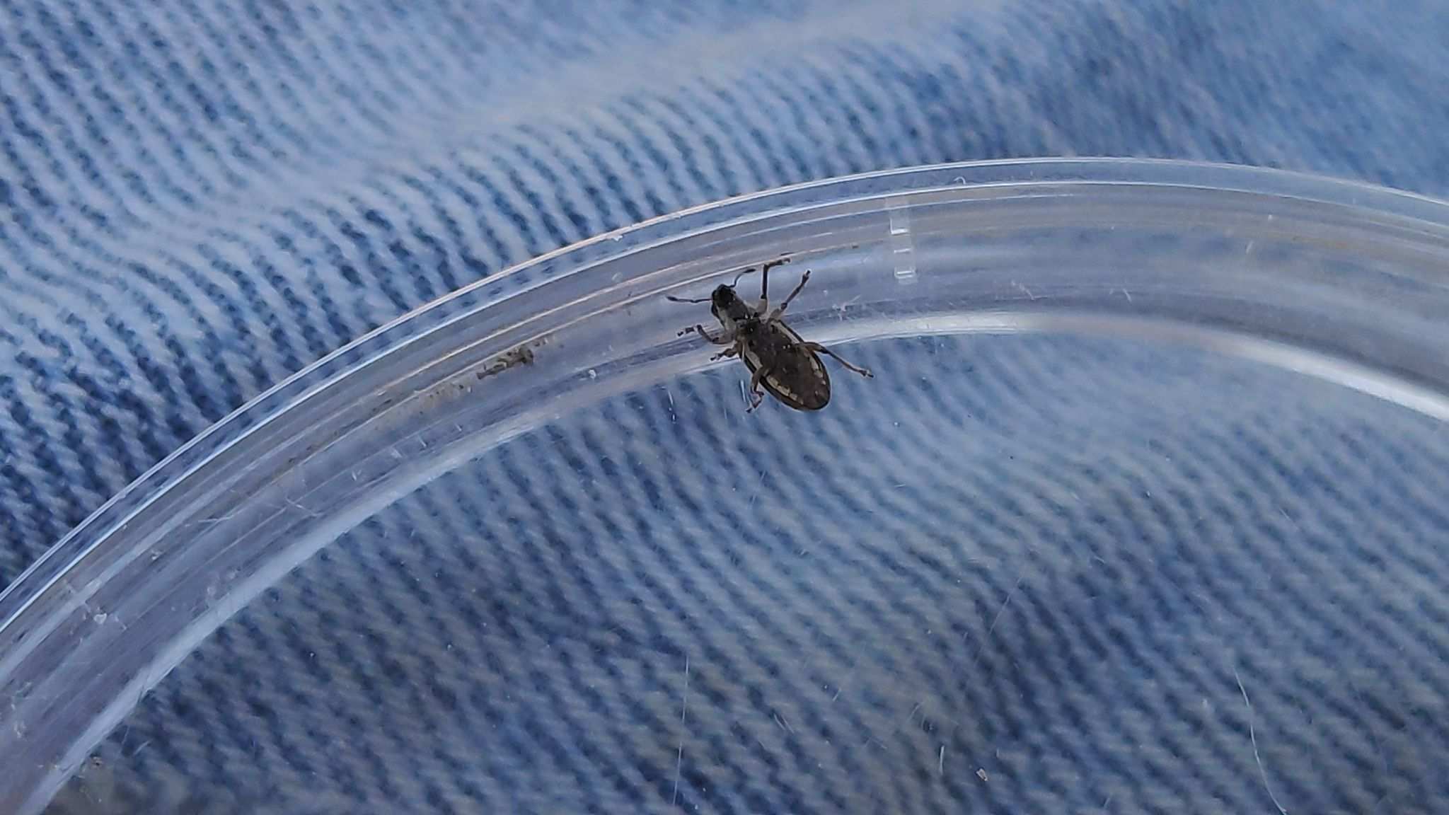 Sitona lividipes