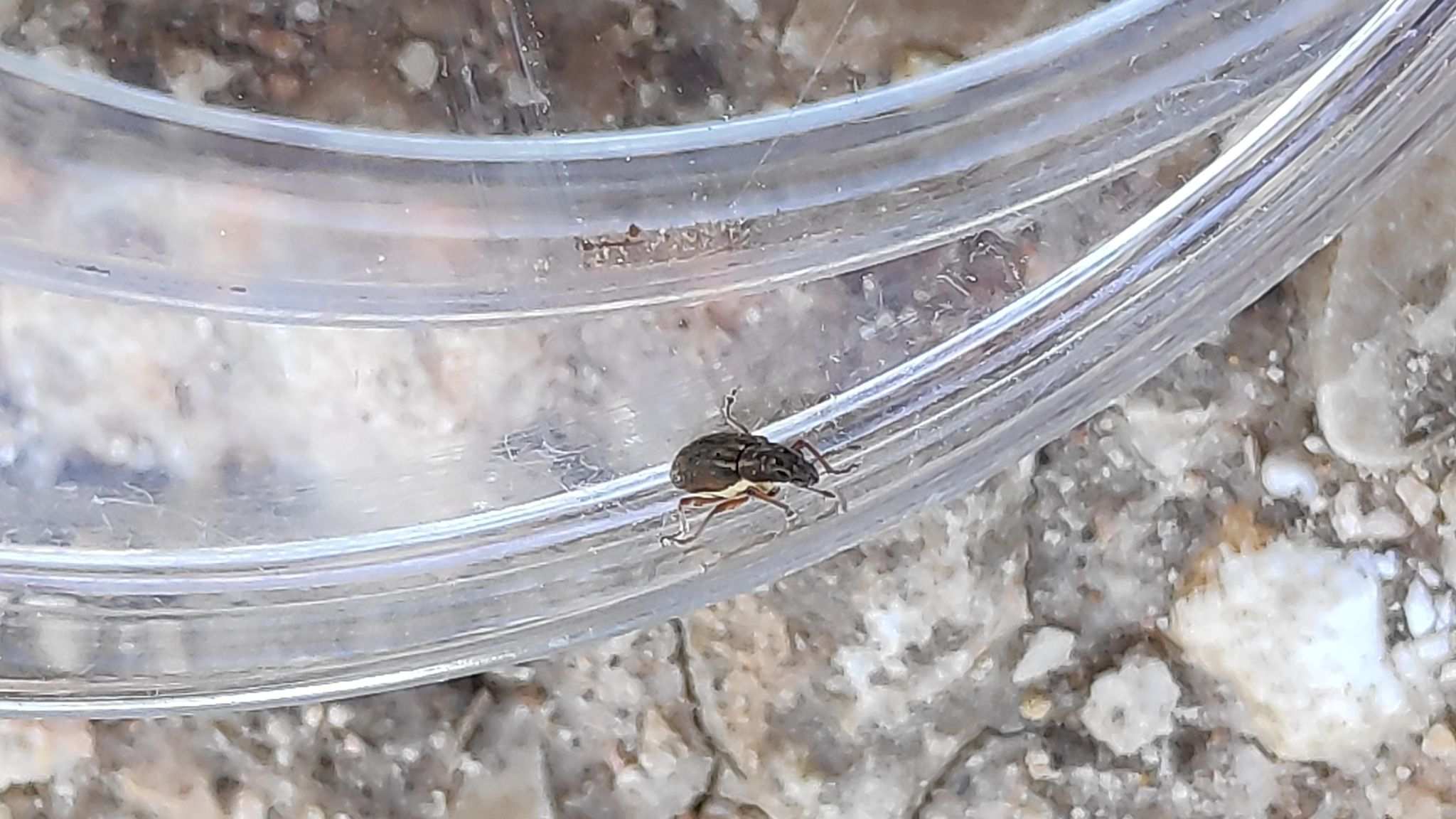 Sitona lividipes