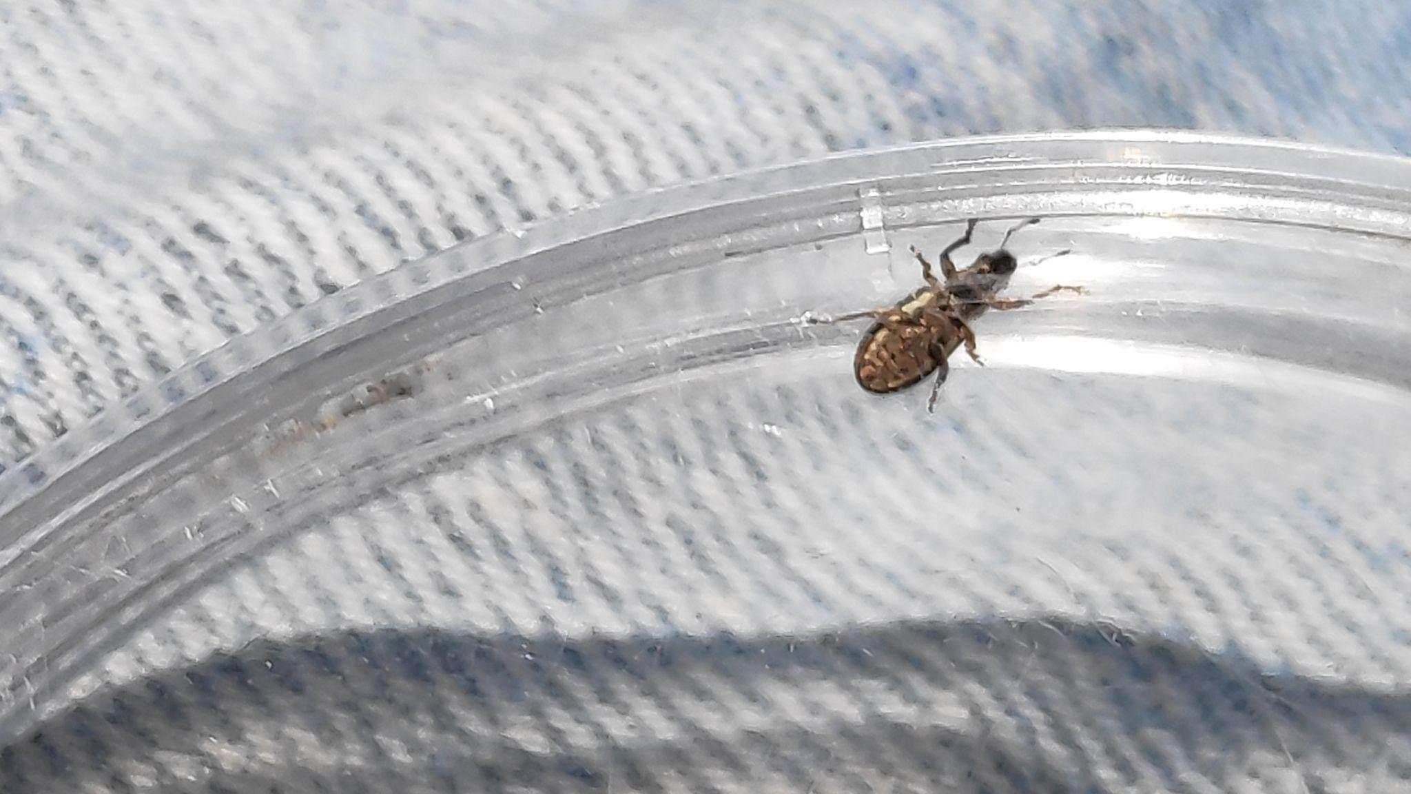 Sitona lividipes