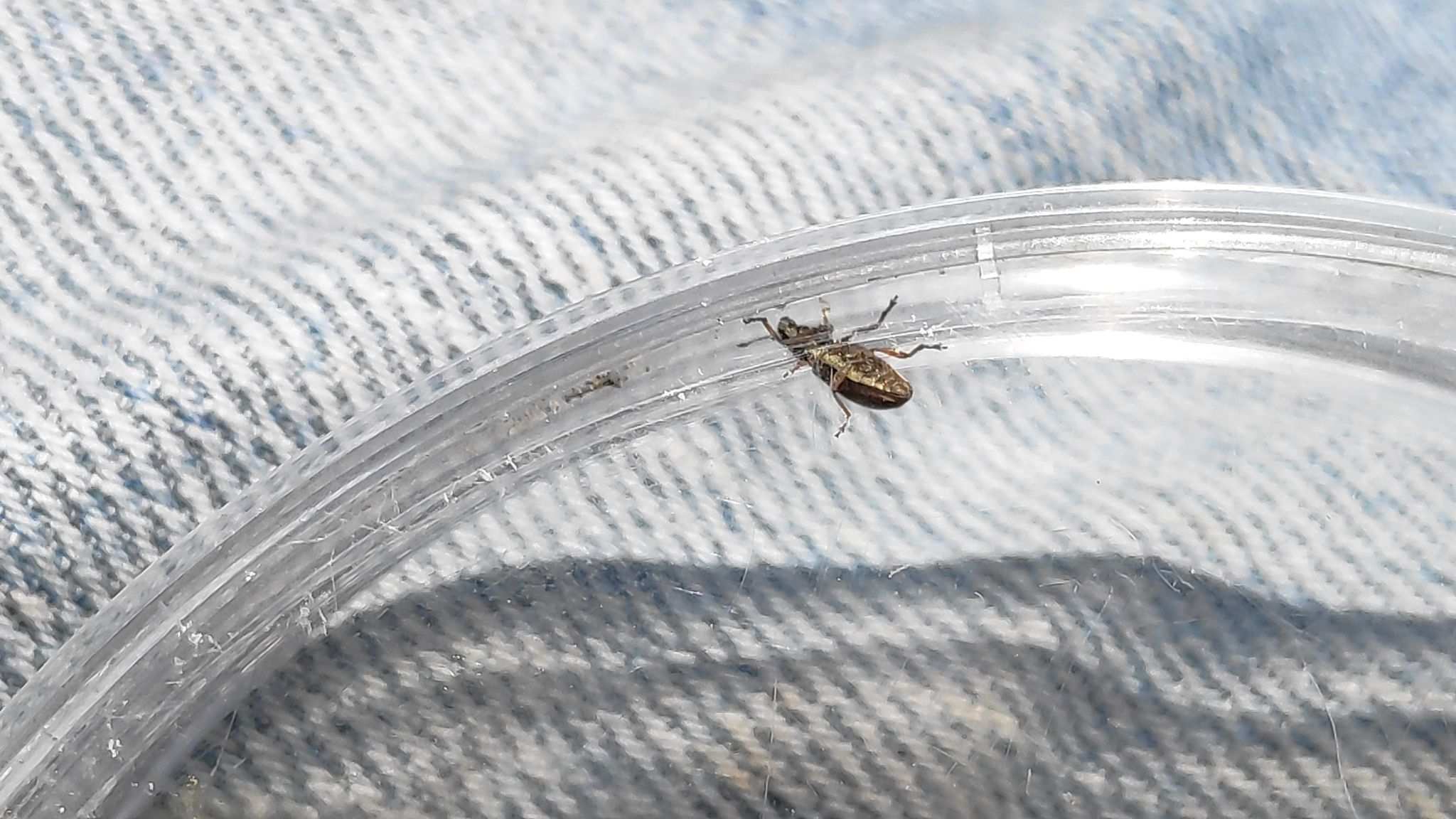 Sitona lividipes