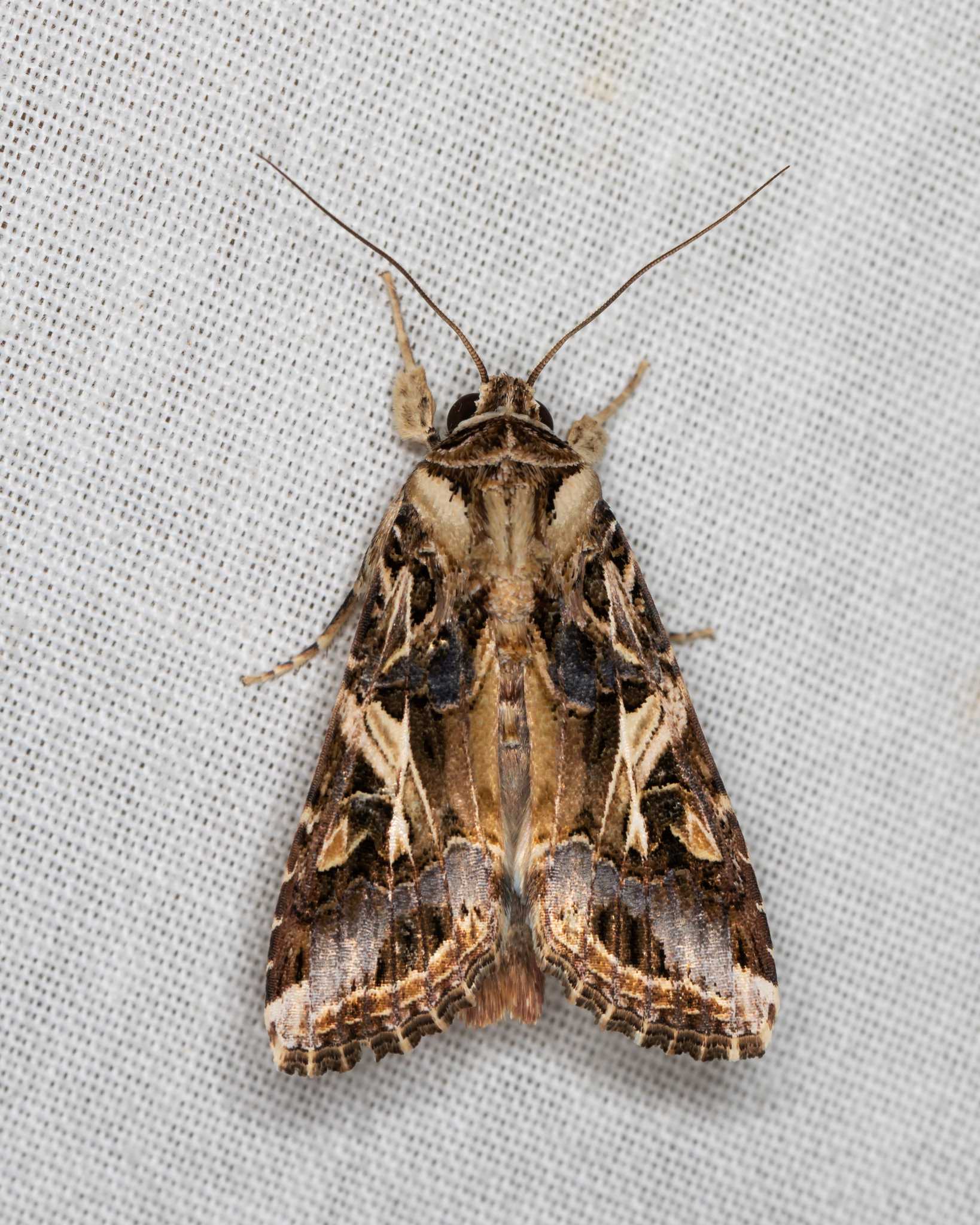 Spodoptera litura