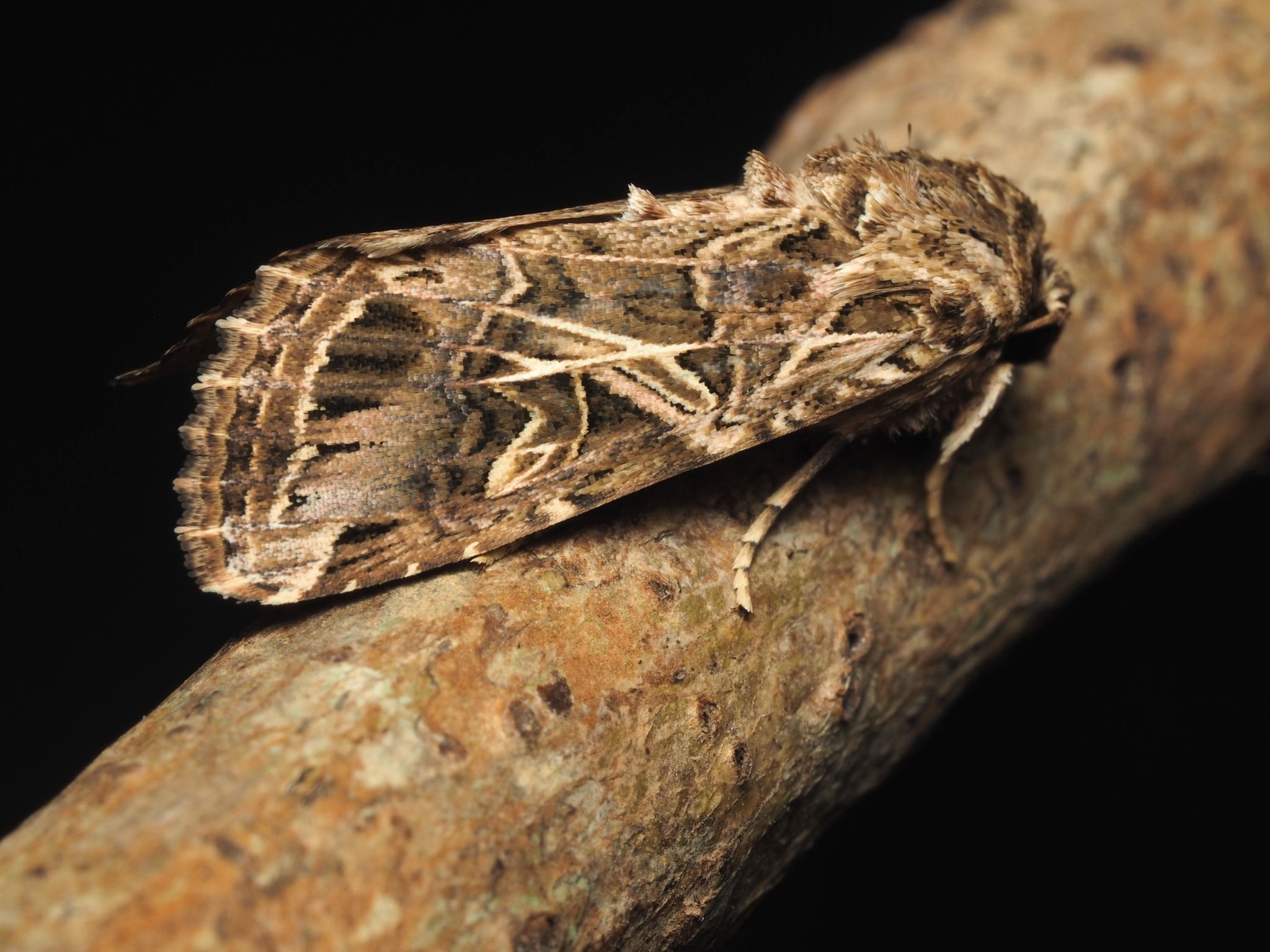 Spodoptera litura