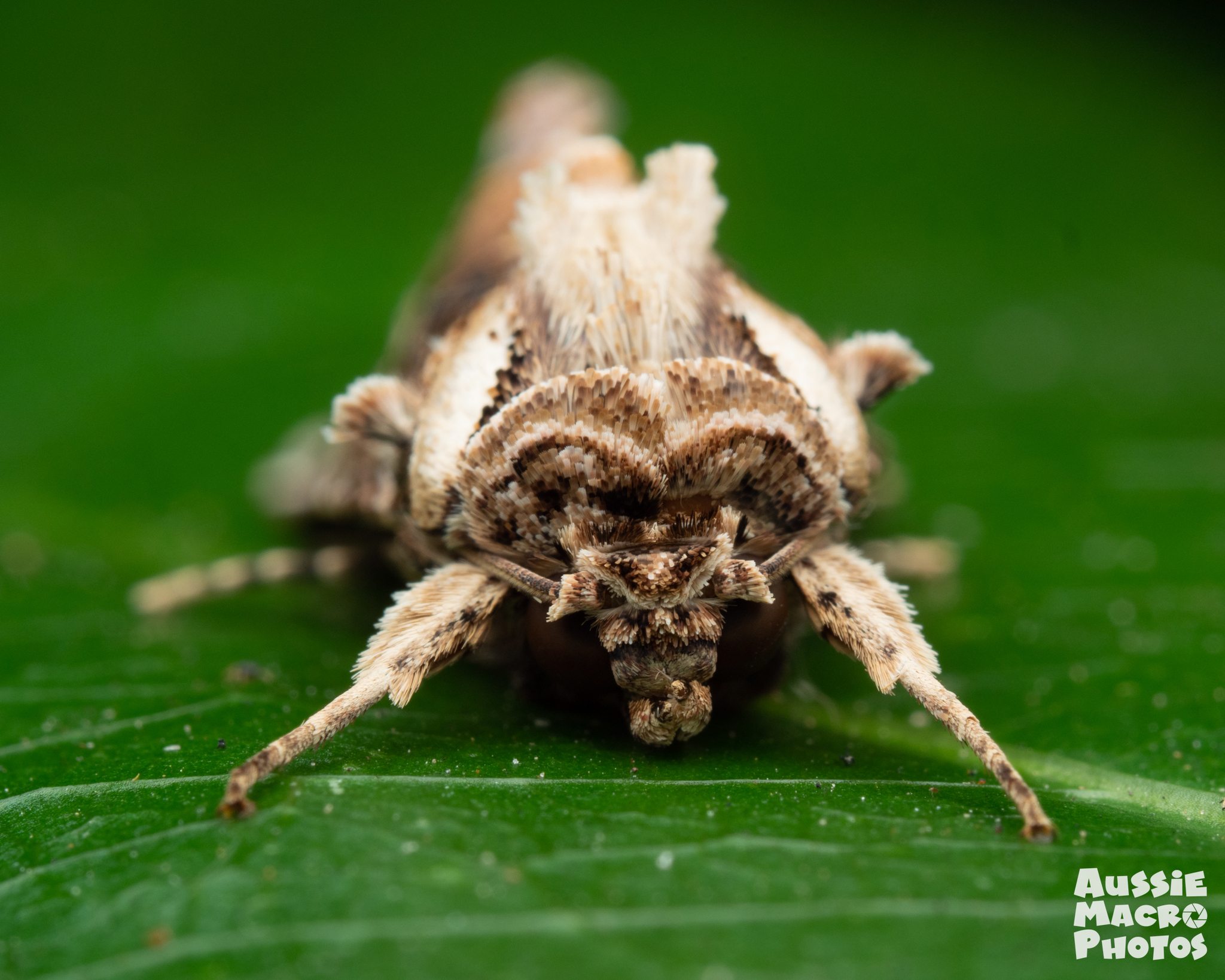 Spodoptera litura