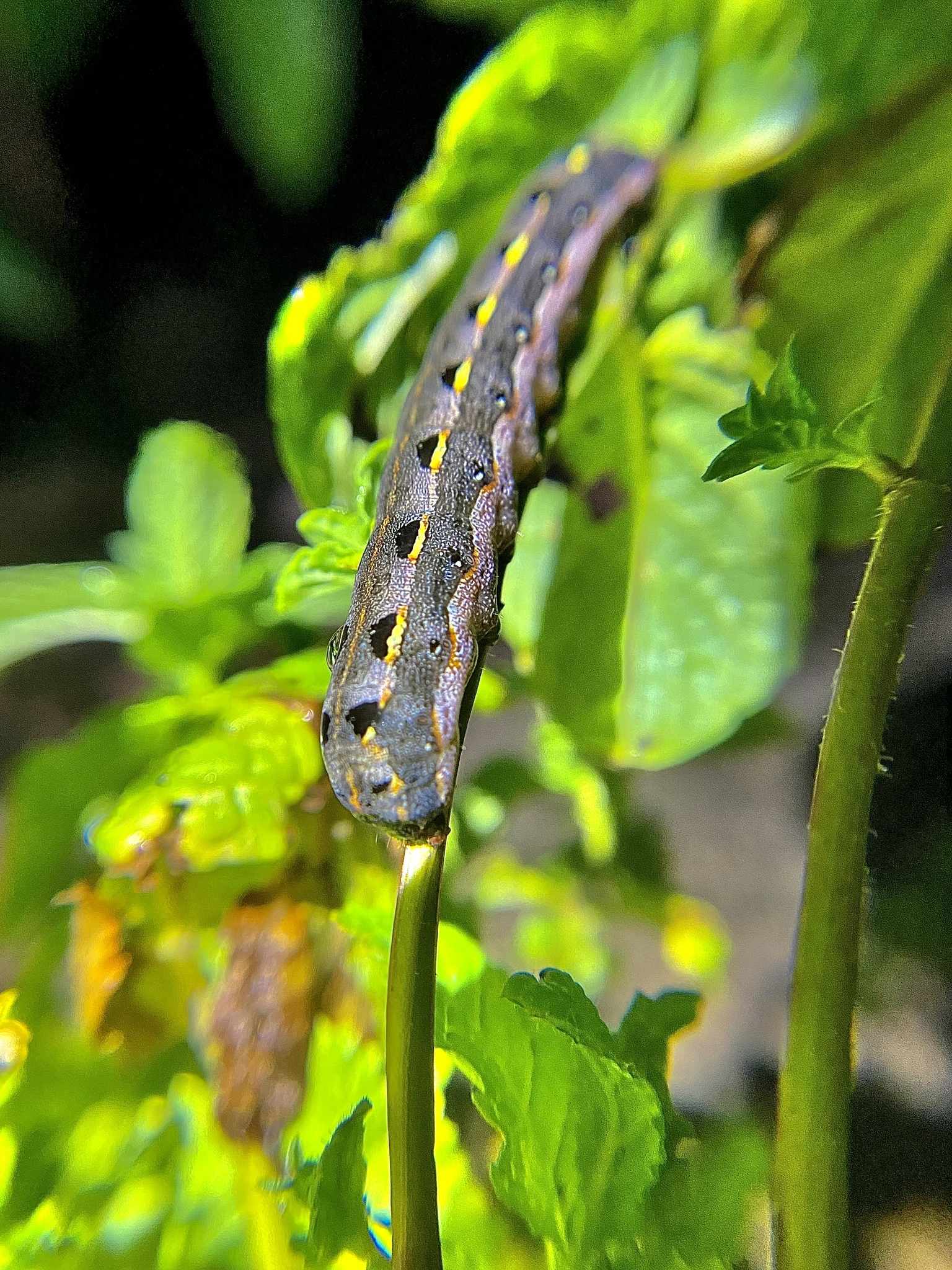 Spodoptera litura