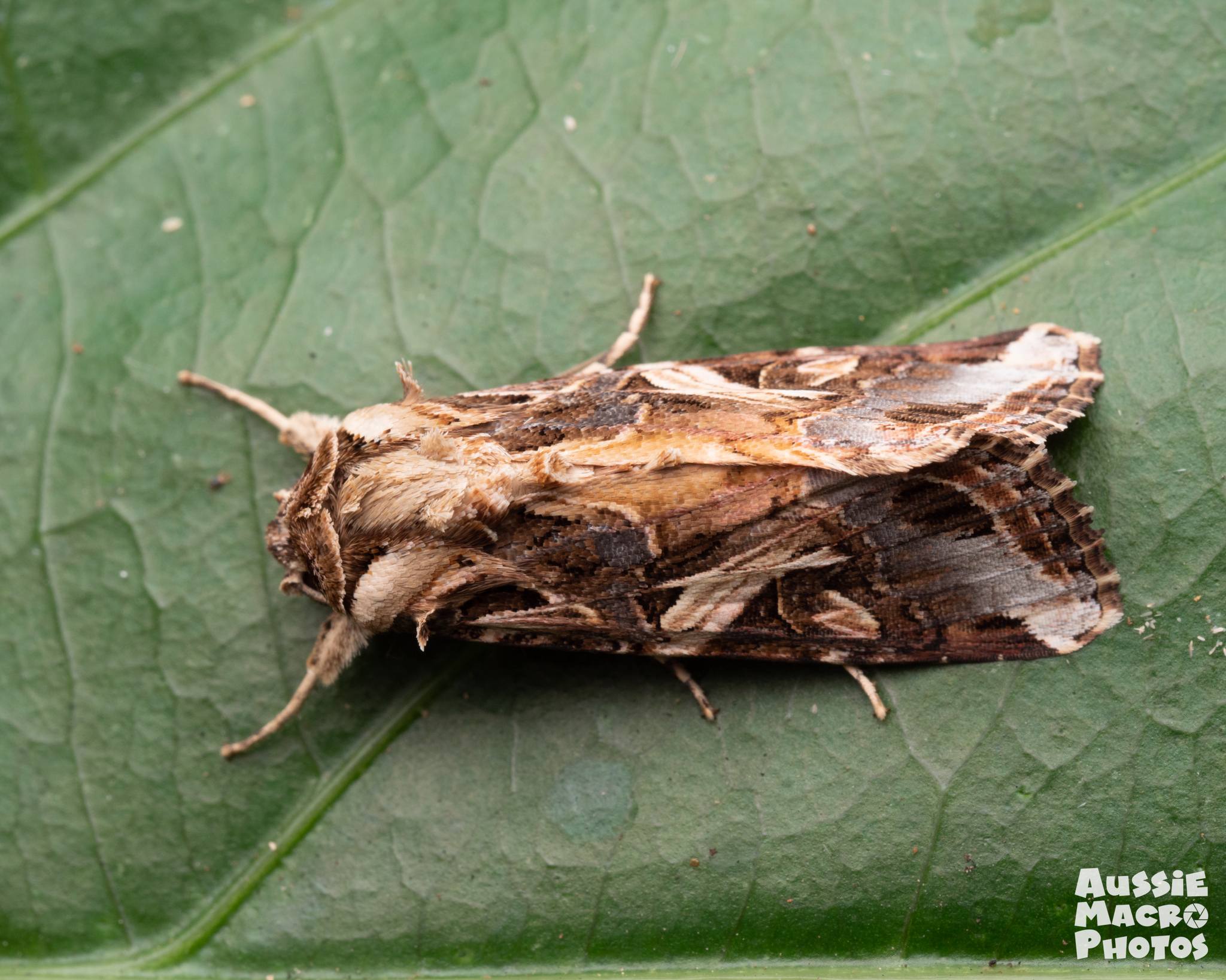Spodoptera litura