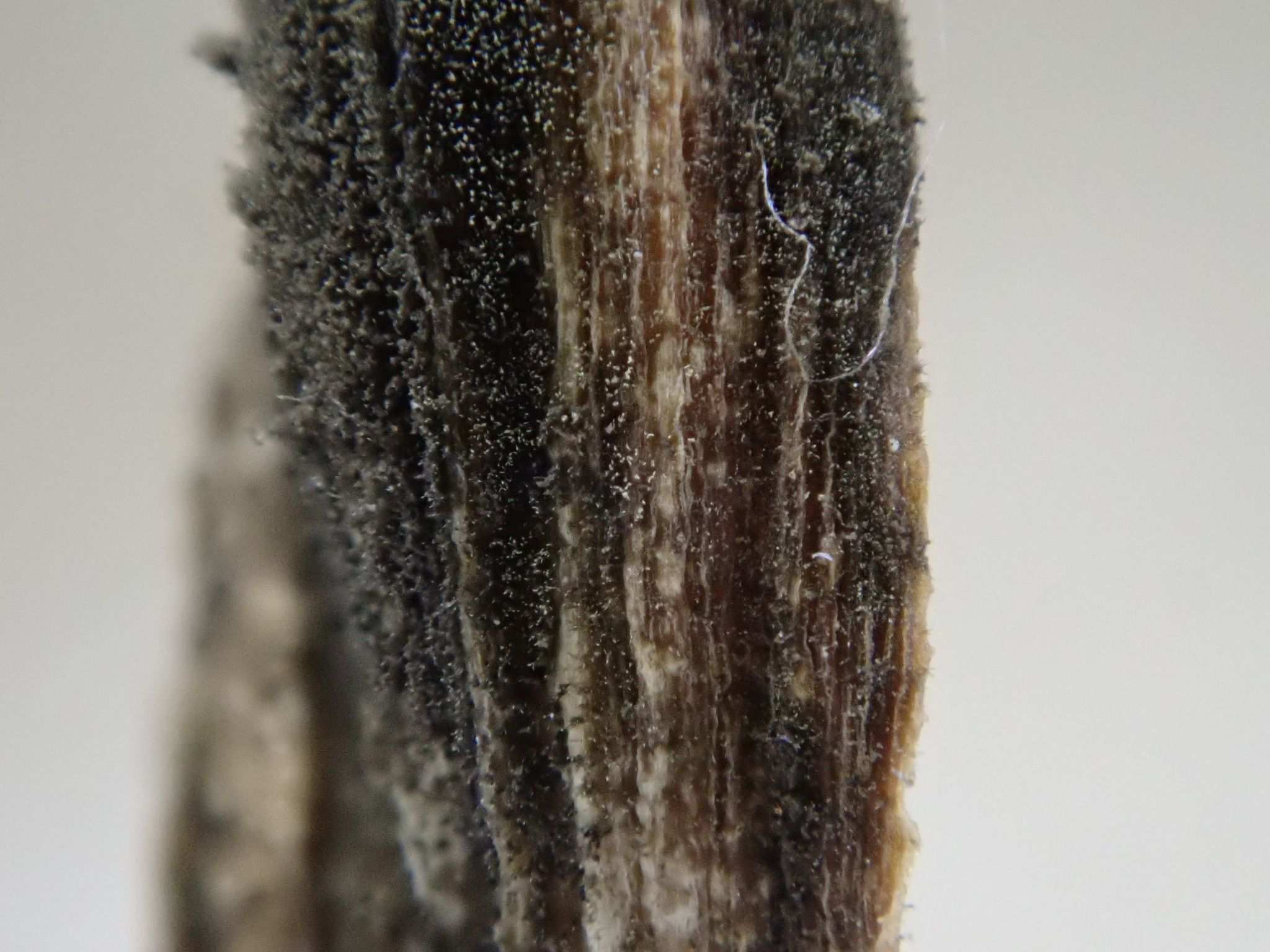 Alternaria embellisia