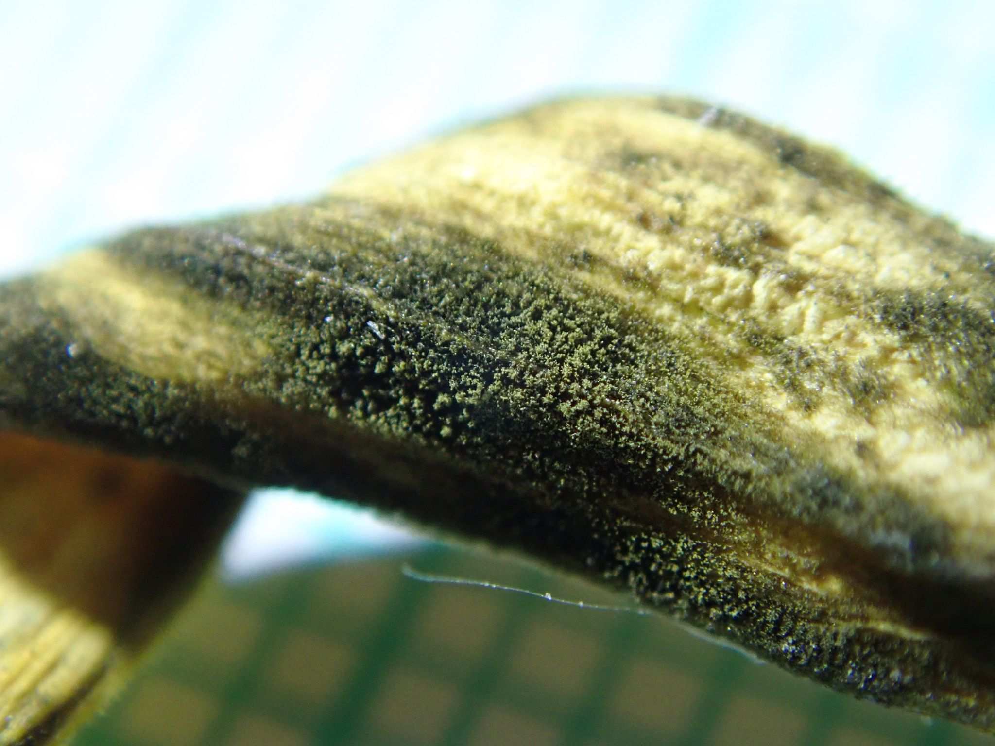 Alternaria embellisia