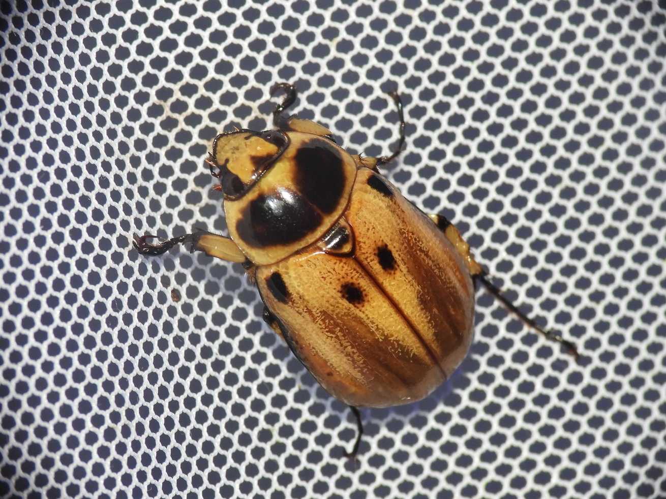 Ancognatha vulgaris