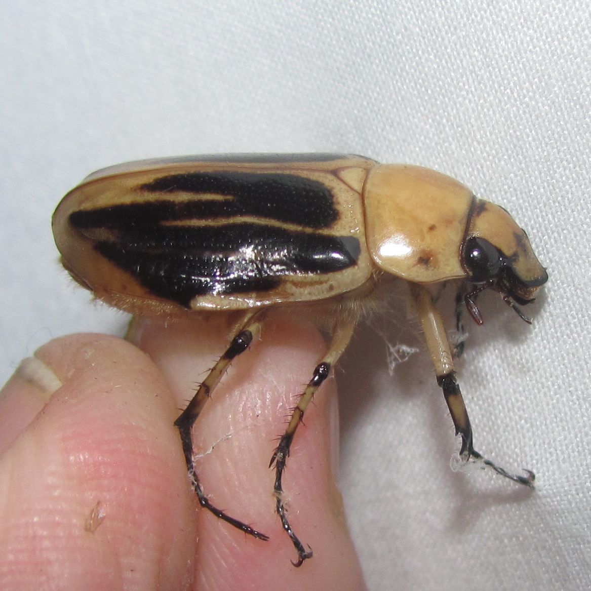 Ancognatha vulgaris