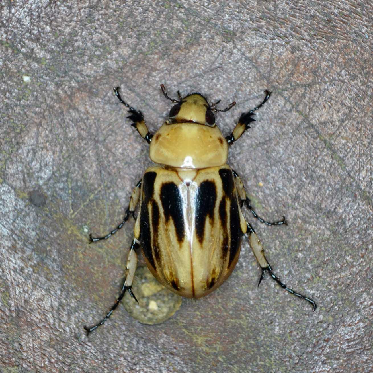 Ancognatha vulgaris