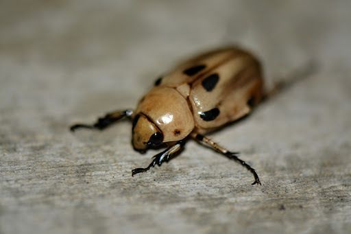 Ancognatha vulgaris