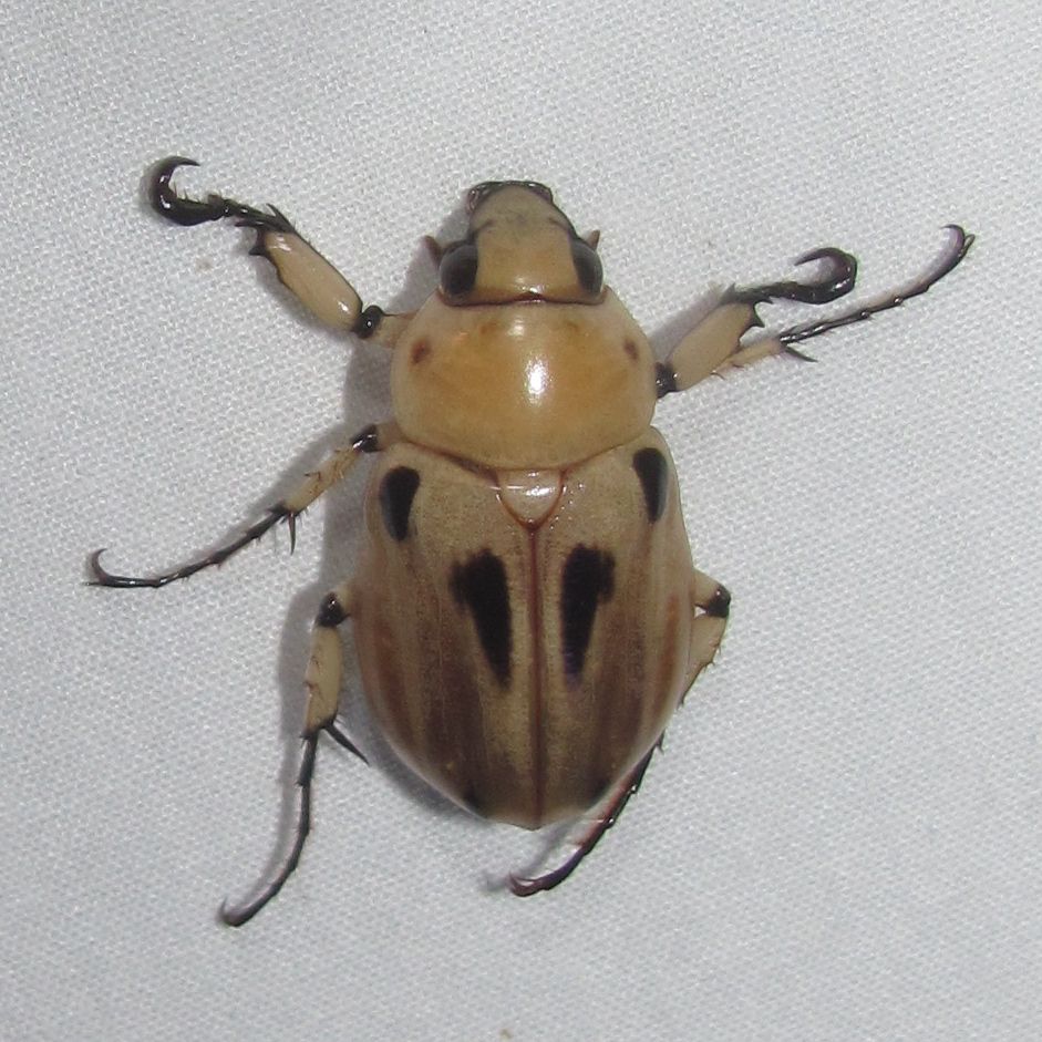 Ancognatha vulgaris