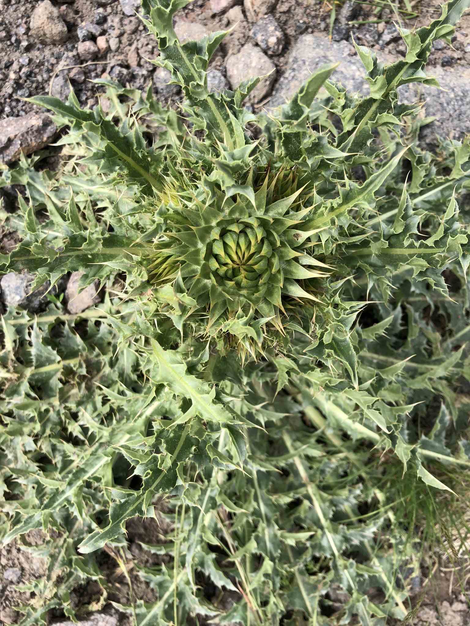 Carduus nutans