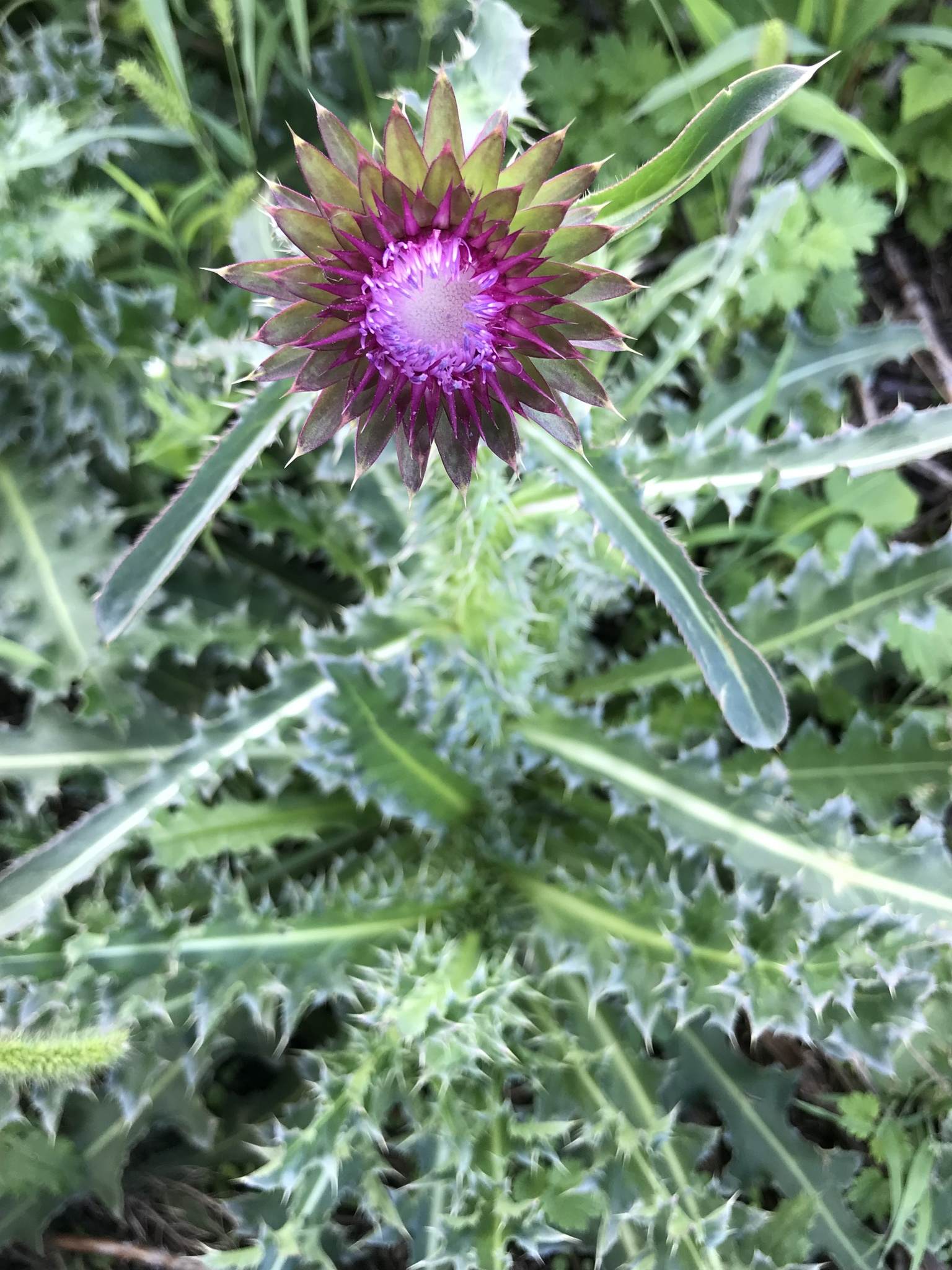 Carduus nutans