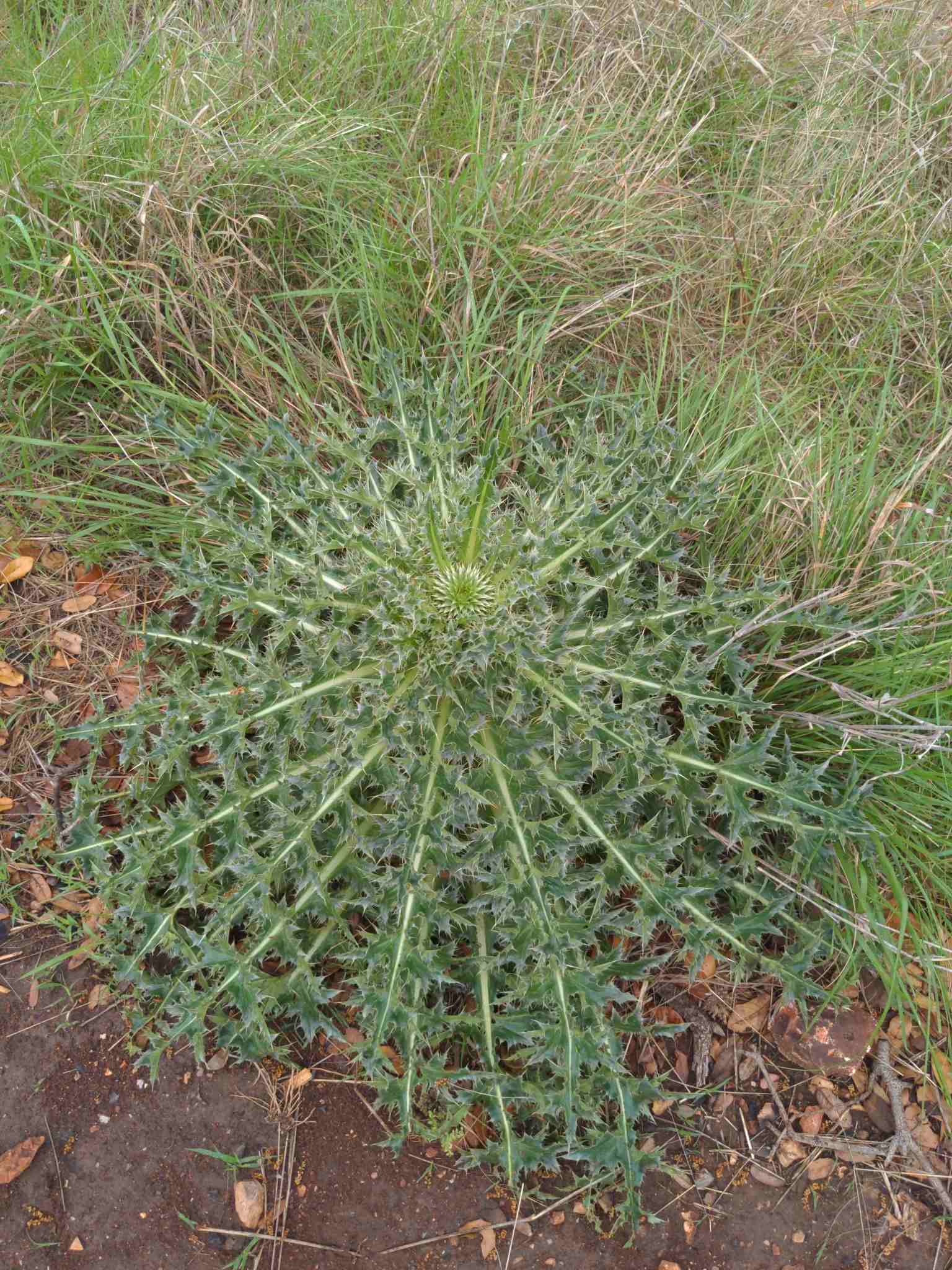 Carduus nutans
