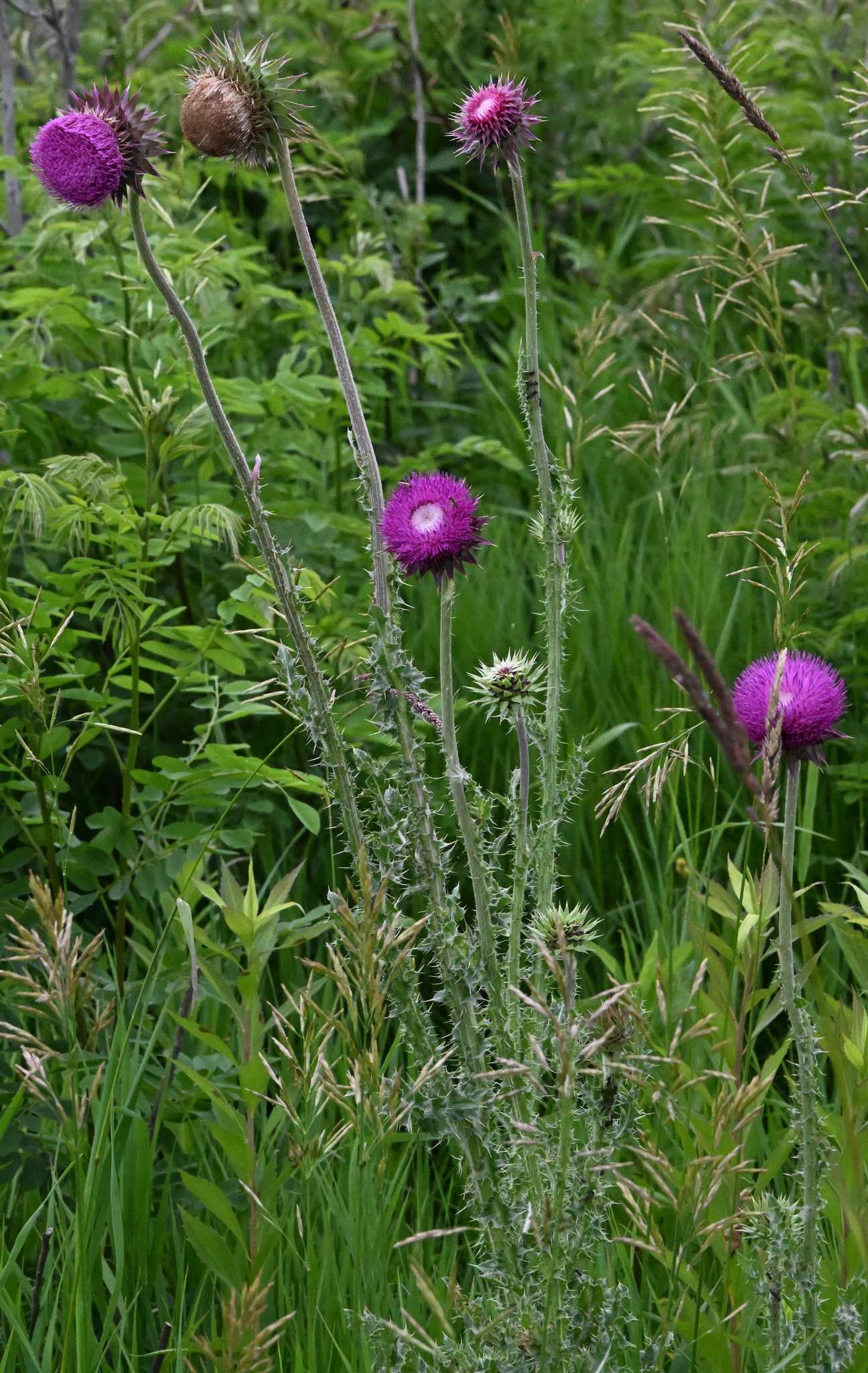 Carduus nutans