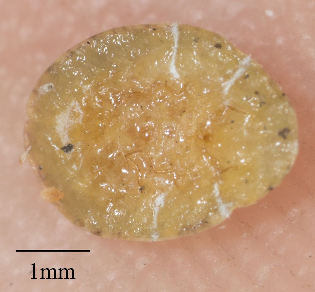 Pulvinaria floccifera