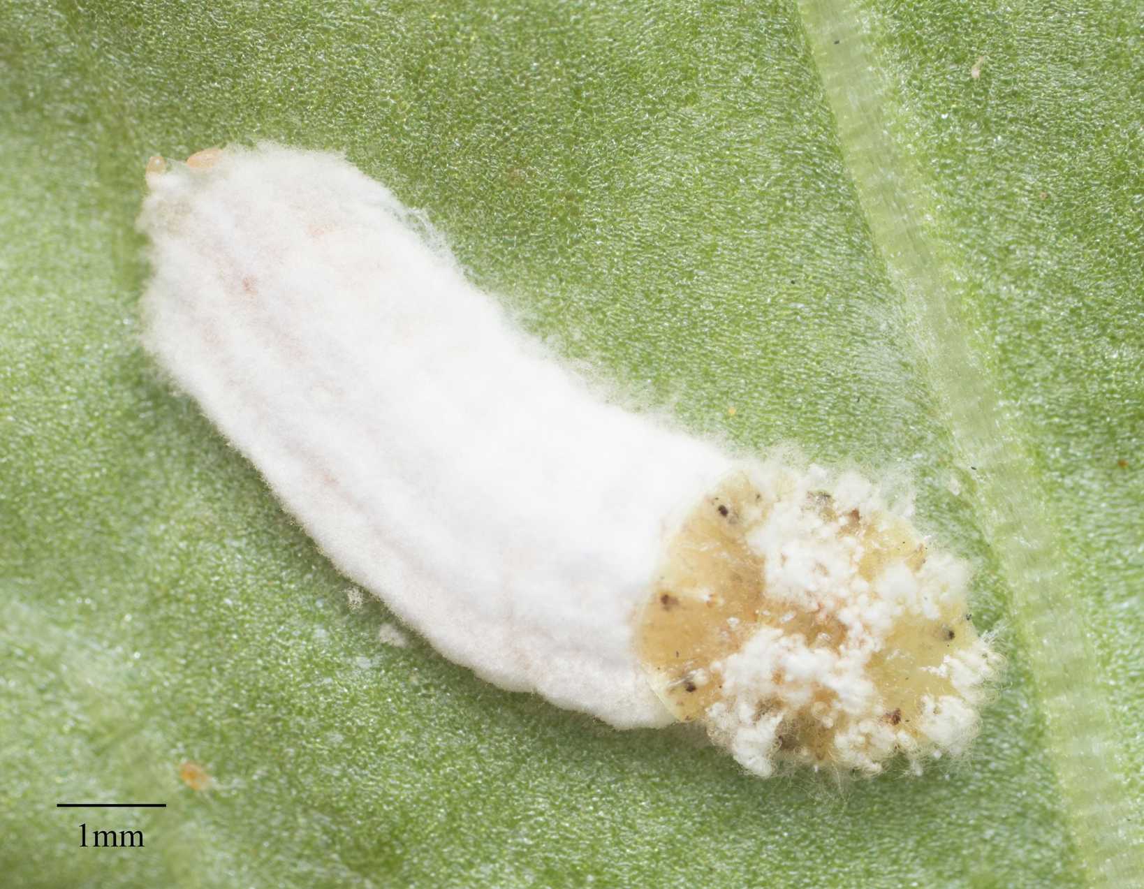 Pulvinaria floccifera