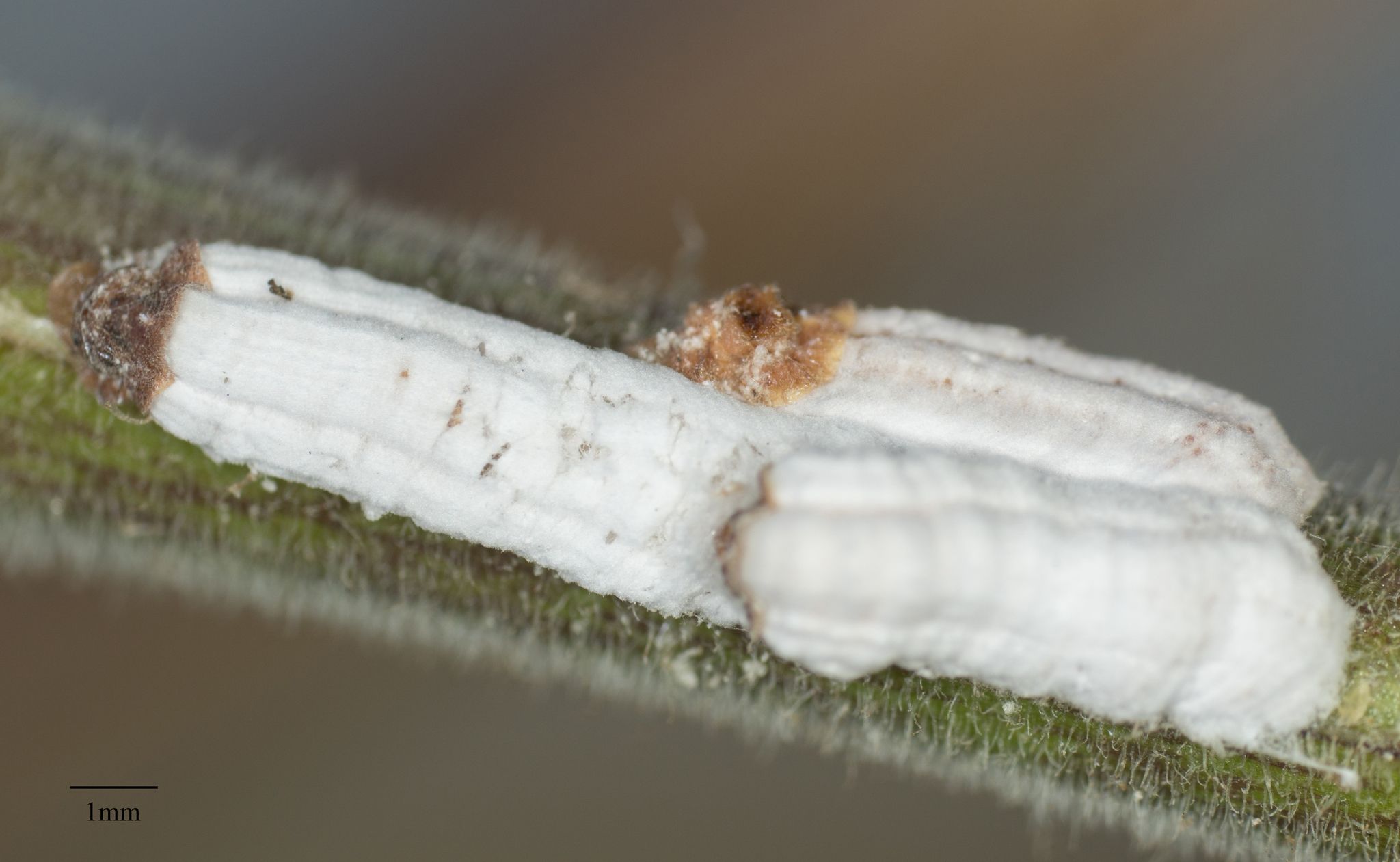 Pulvinaria floccifera