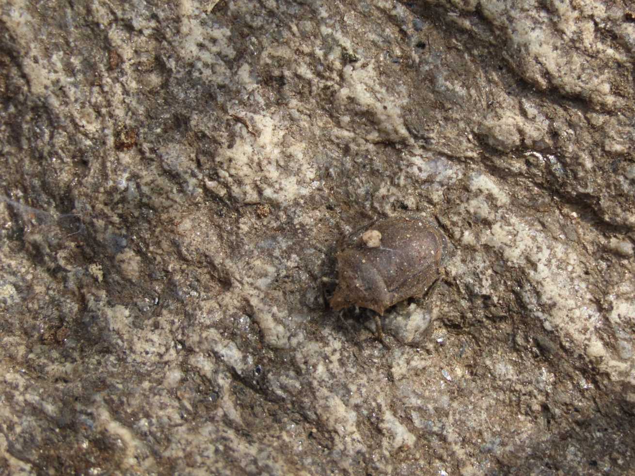 Scotinophara horvathi