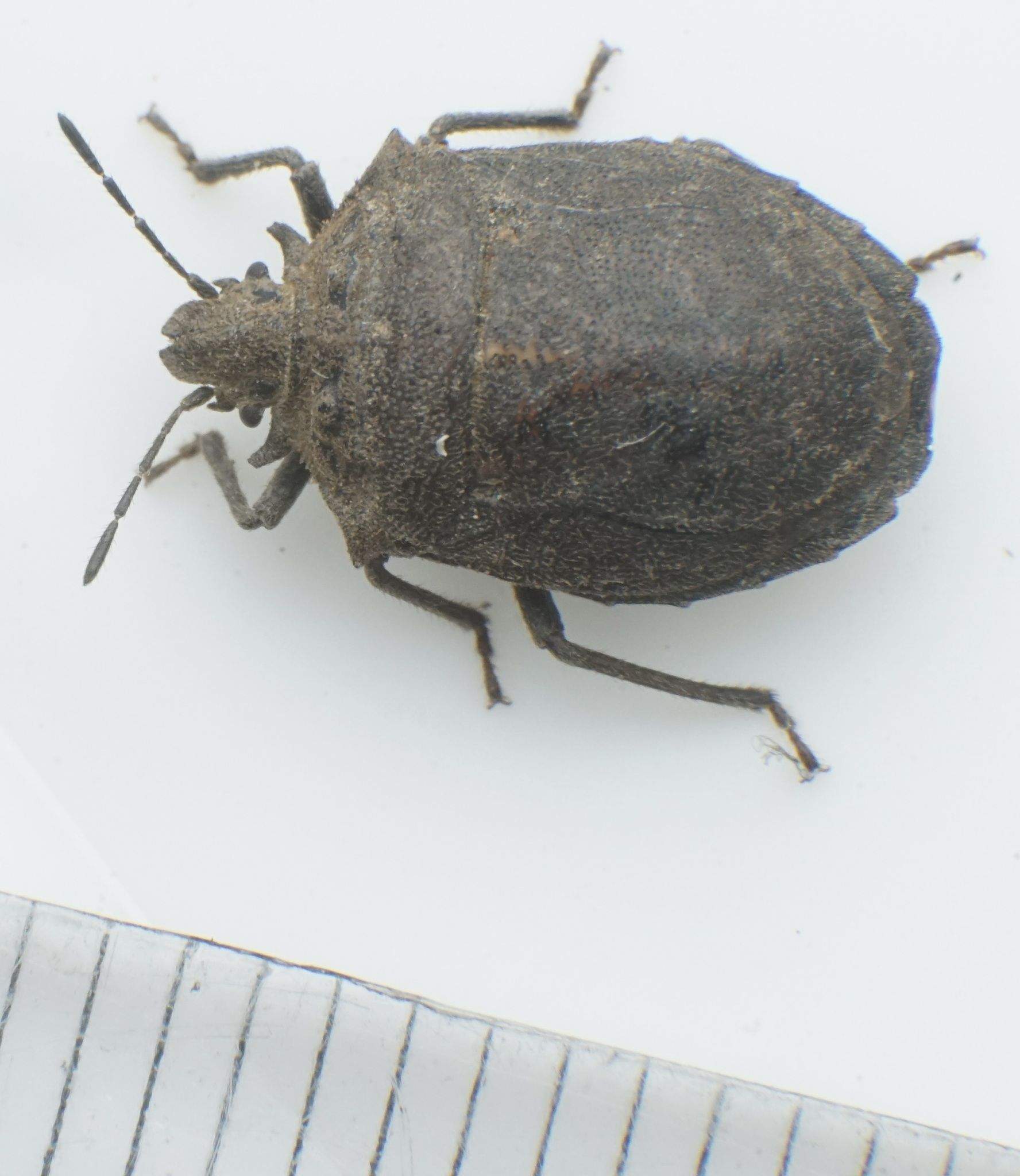 Scotinophara horvathi