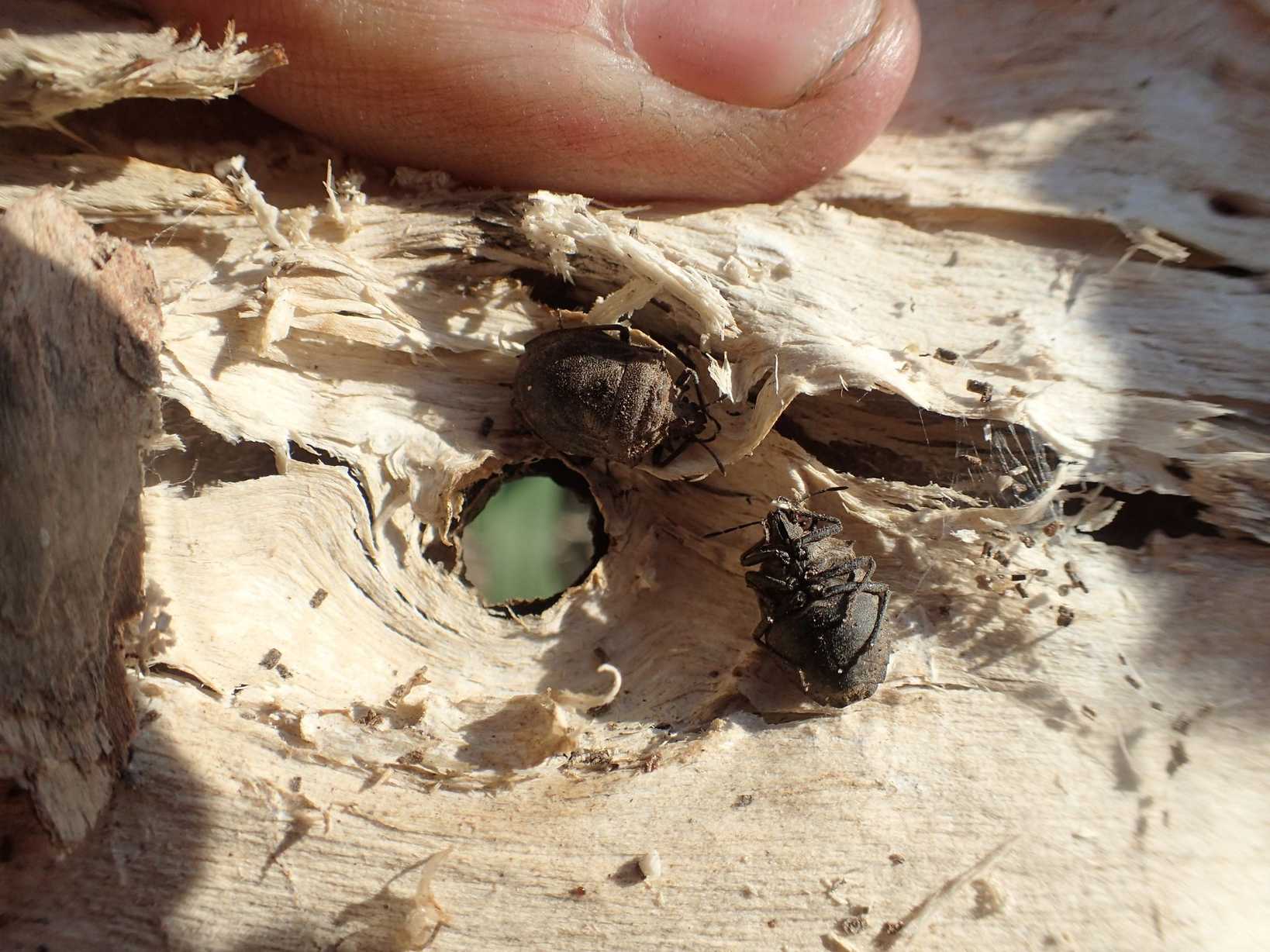 Scotinophara horvathi