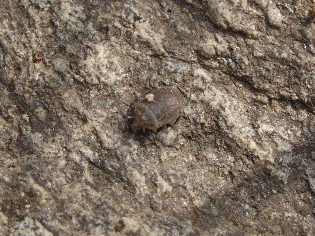 Scotinophara horvathi