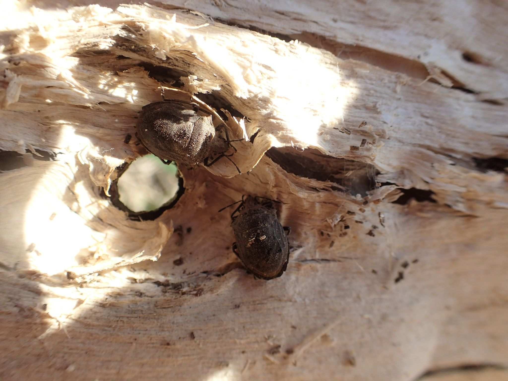 Scotinophara horvathi