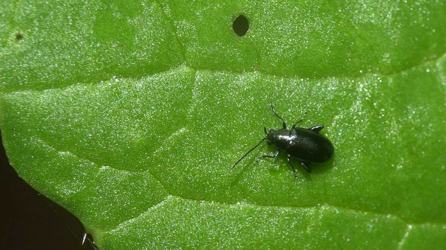 Phyllotreta chotanica