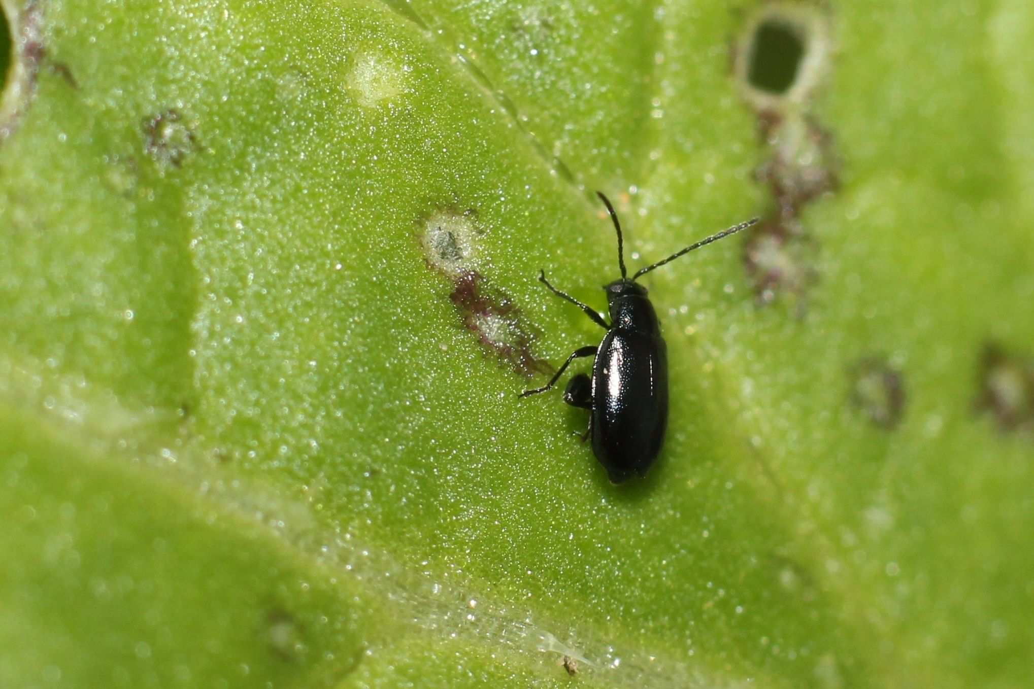 Phyllotreta chotanica