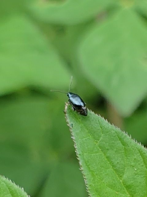 Phyllotreta chotanica