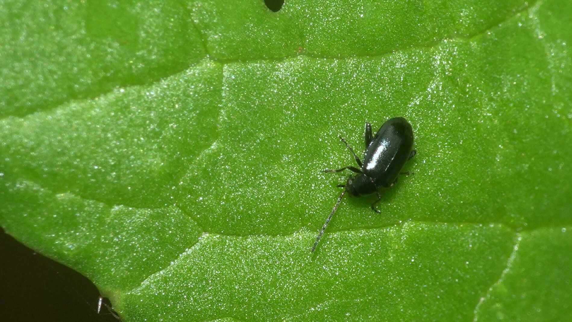 Phyllotreta chotanica