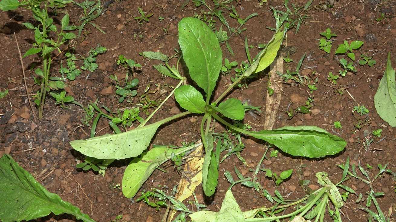 Phyllotreta chotanica