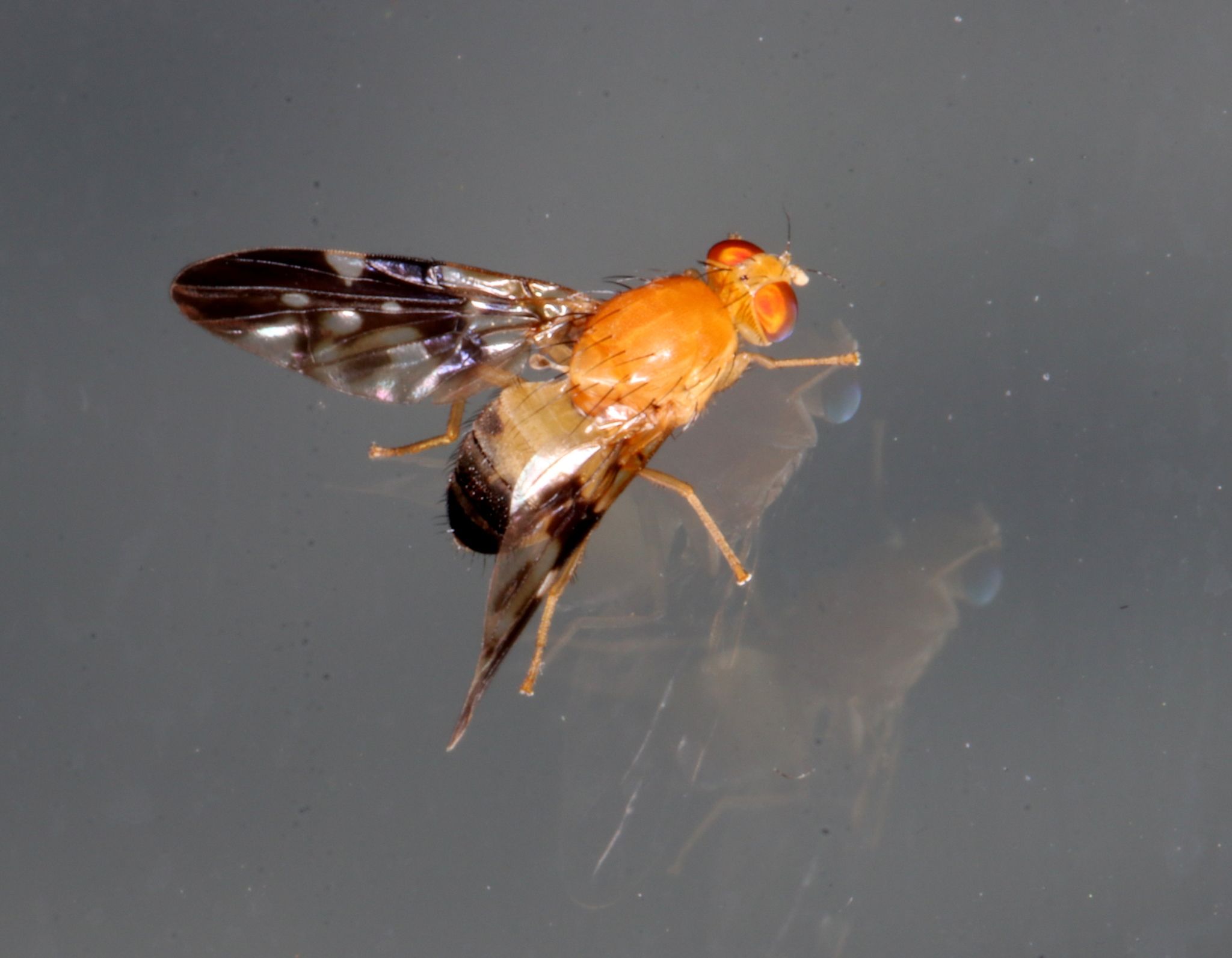 Dirioxa pornia