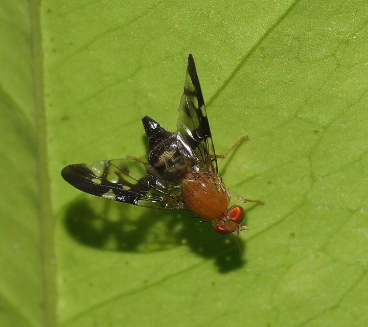 Dirioxa pornia
