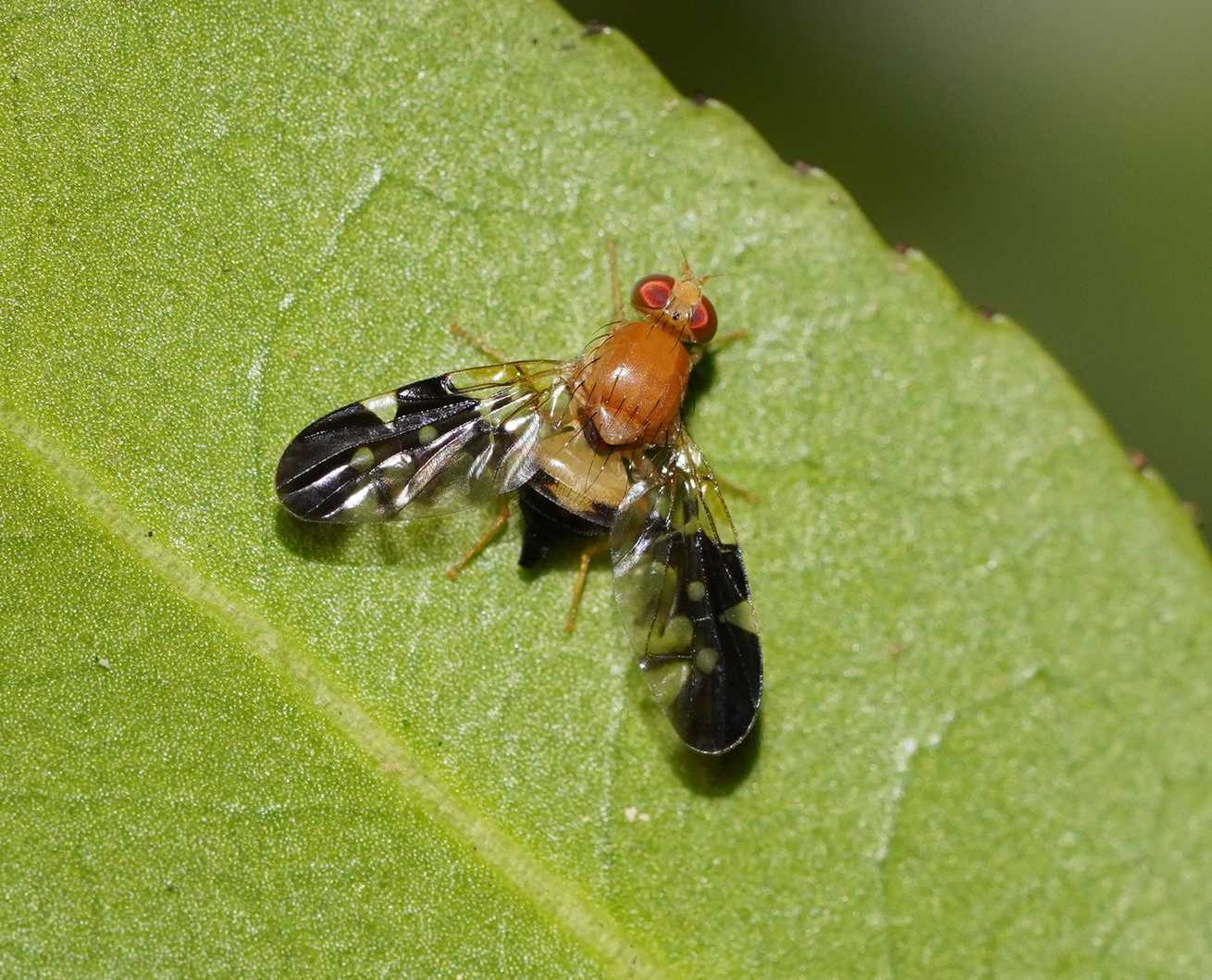 Dirioxa pornia