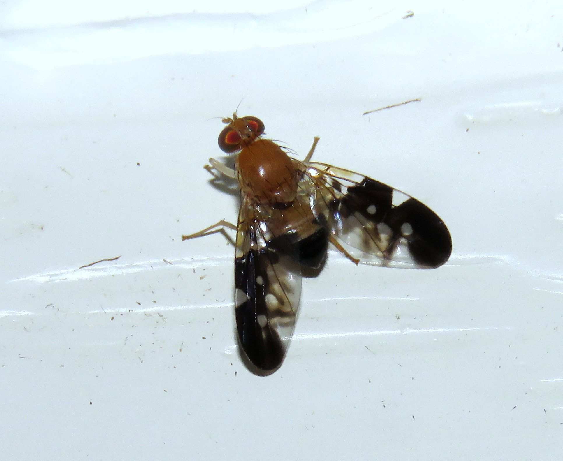 Dirioxa pornia