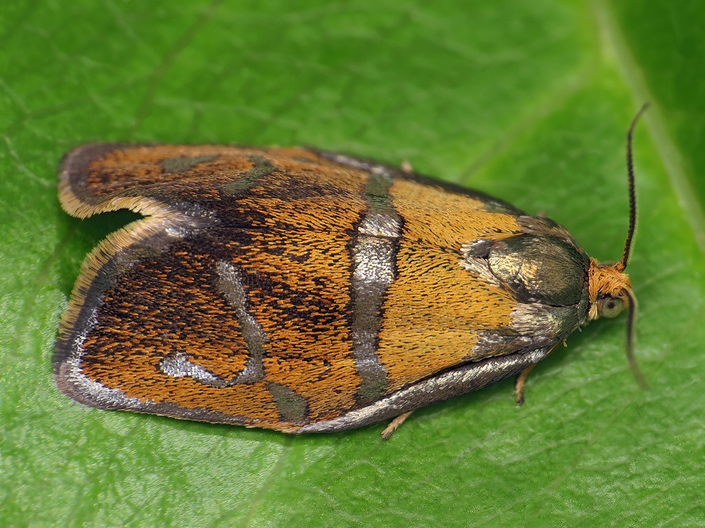 Ptycholoma lecheana
