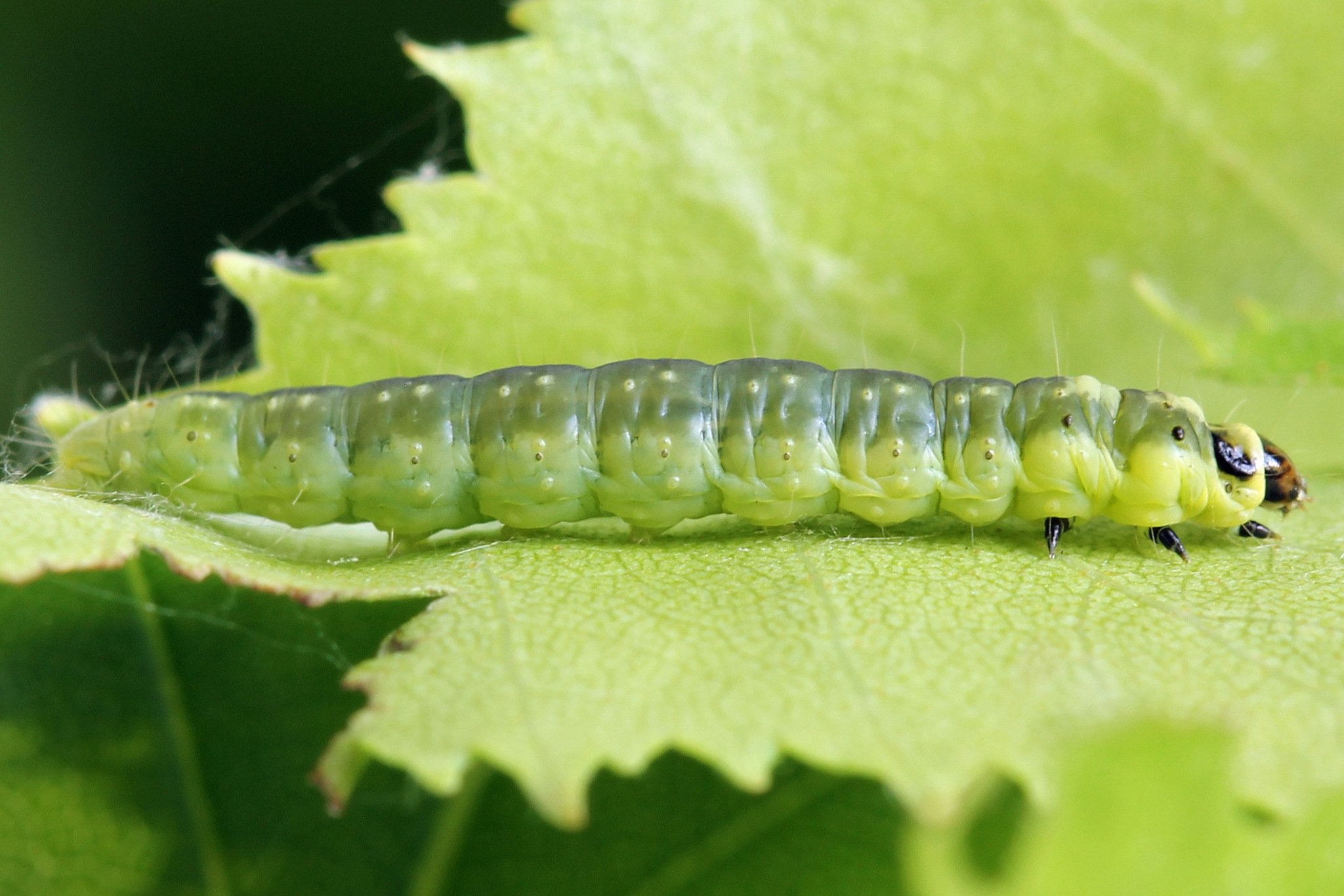 Ptycholoma lecheana